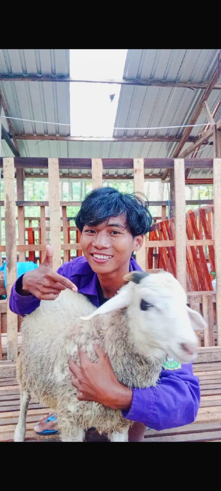 Kambing kurban sehat dan berkualitas bebas bau prengus di peternakan modern Joyaland