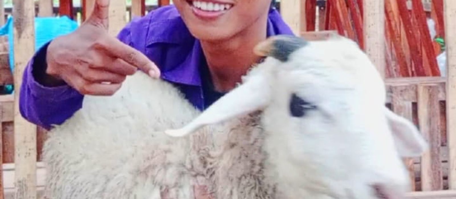 Kambing kurban sehat dan berkualitas bebas bau prengus di peternakan modern Joyaland