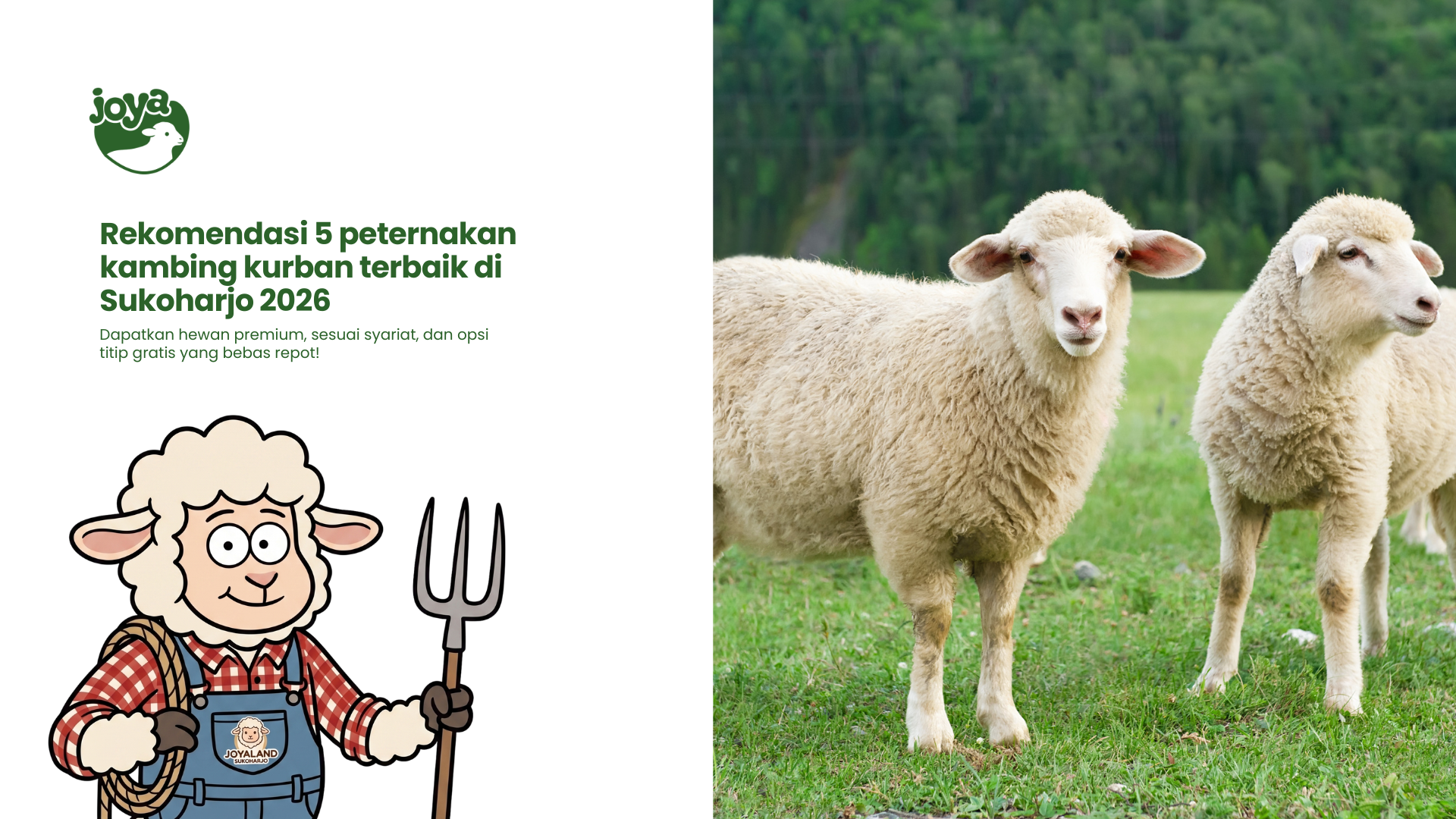 Kambing kurban premium dan domba gibas tanduk di peternakan Sukoharjo