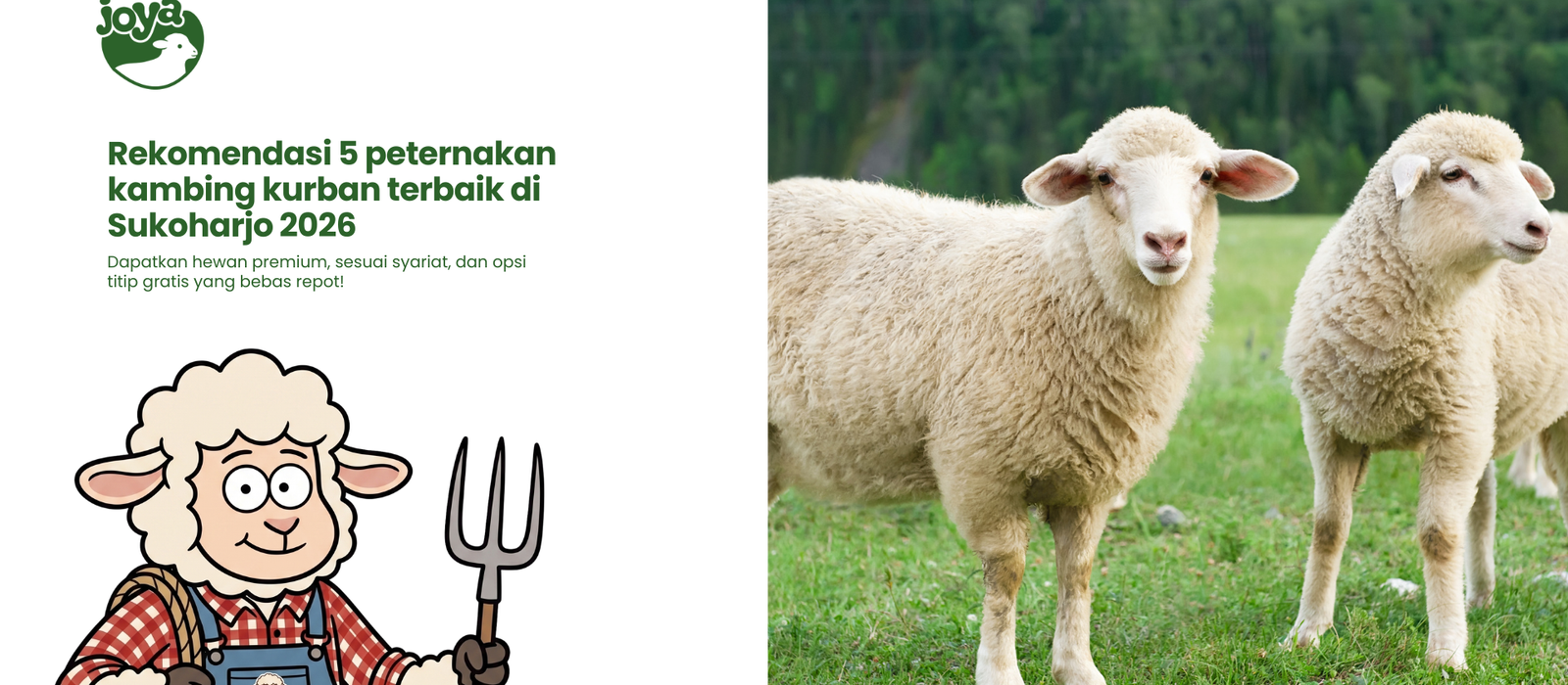 Kambing kurban premium dan domba gibas tanduk di peternakan Sukoharjo