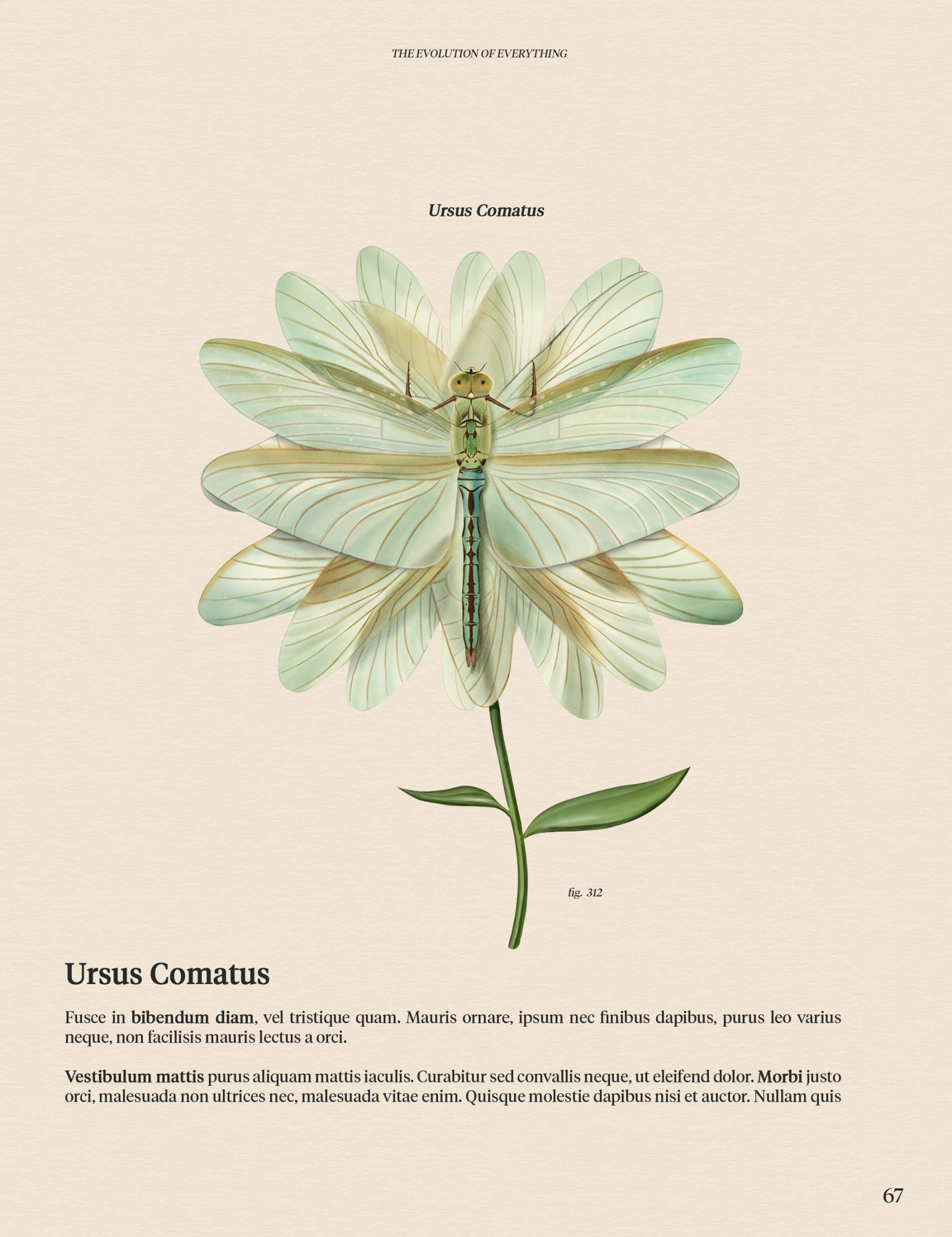 Coda naturalist evolution stories, asset 2