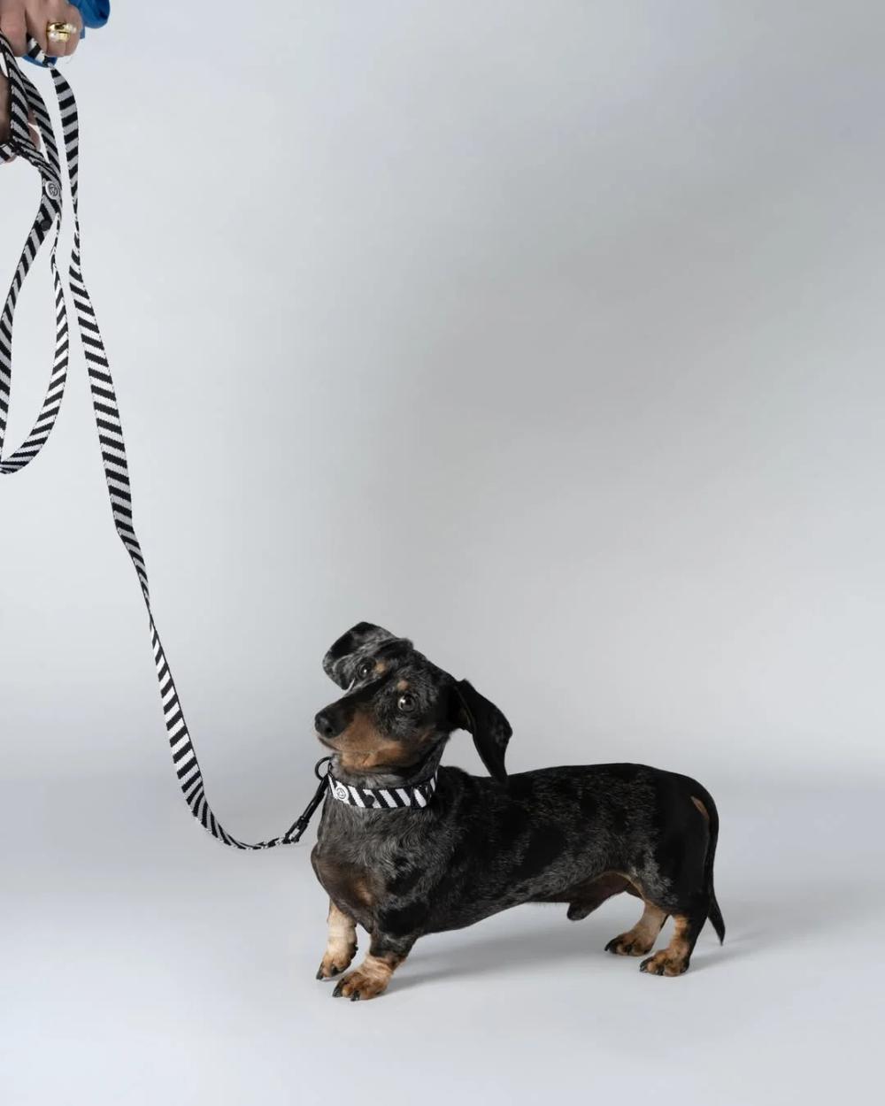 A small black and tan dog wearing Barkalot accessories on a lead