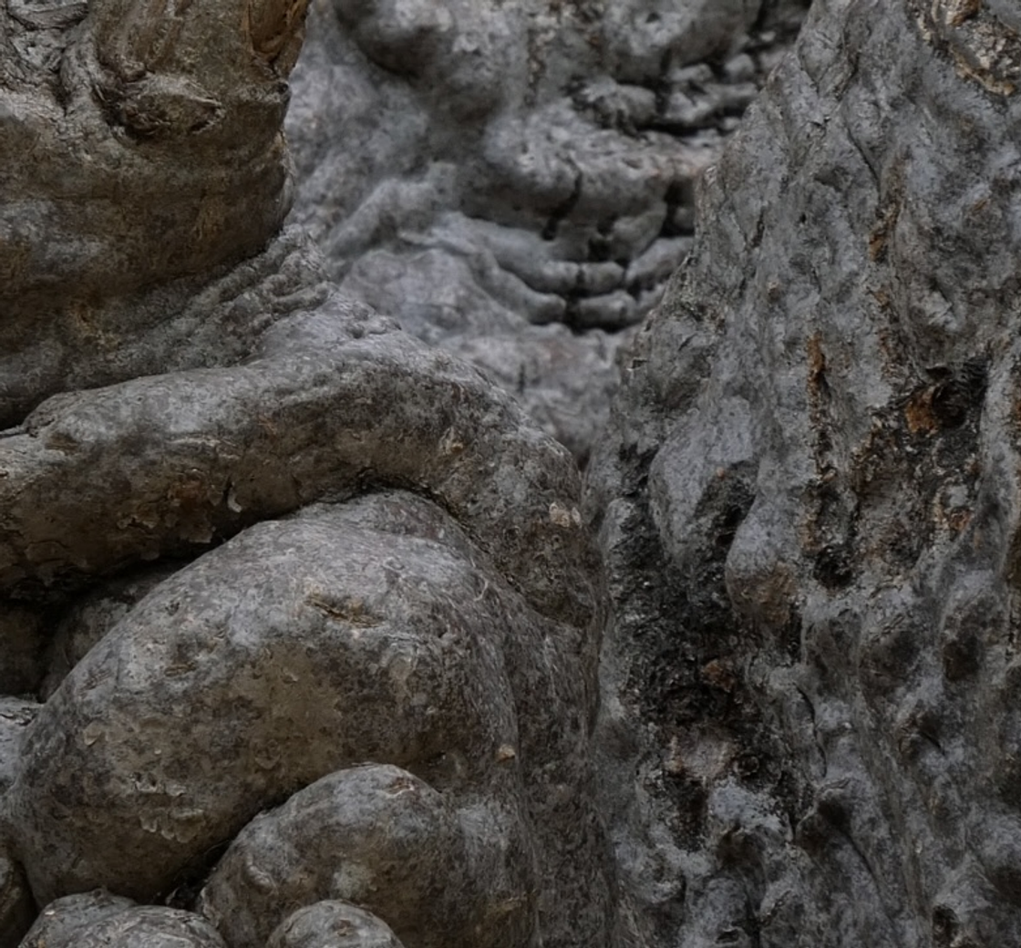 An Immersion Into the Obscure Nature of Remote Delft Island in Sri ...