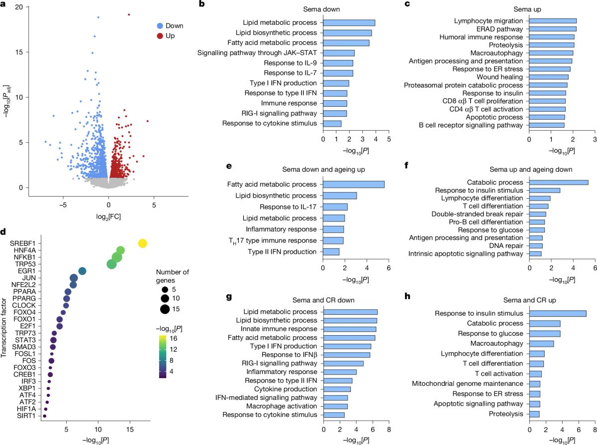 Semaglutide, started late, extended life in mice