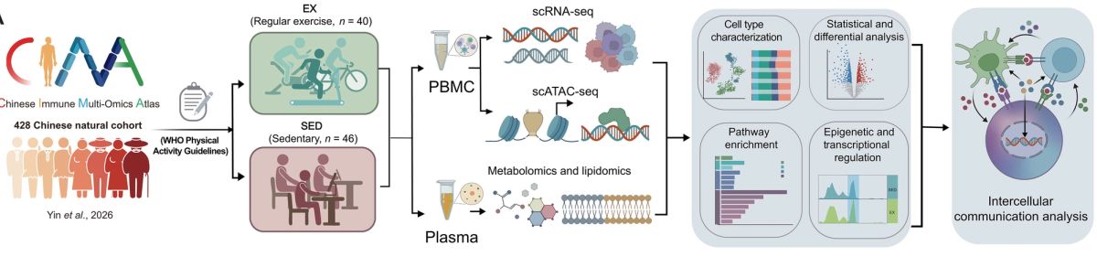 Regular exercise rewires immune cells at the chromatin level