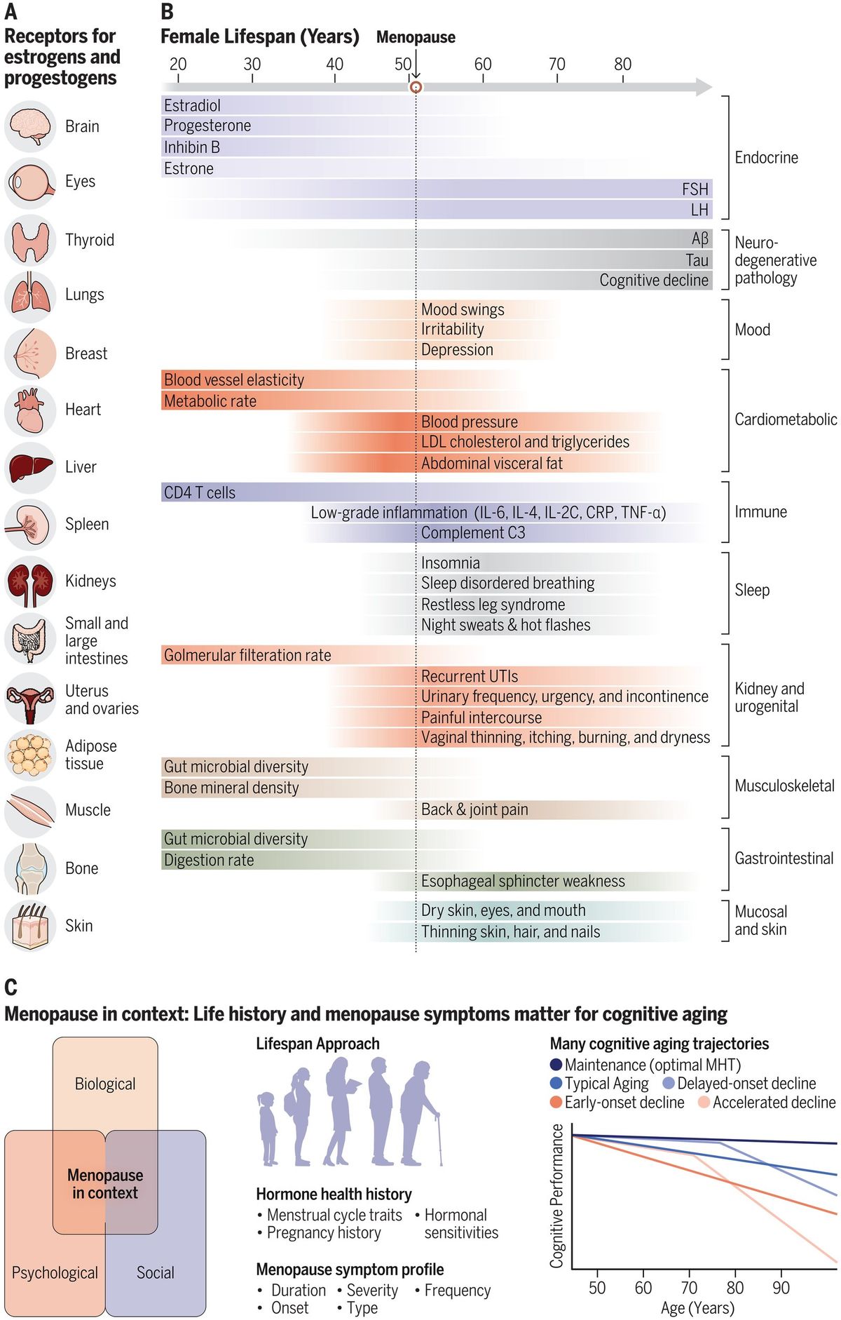 Science figure: estrogen and progestogen receptors across organs, changes across the female lifespan, and cognitive aging trajectories by menopause context