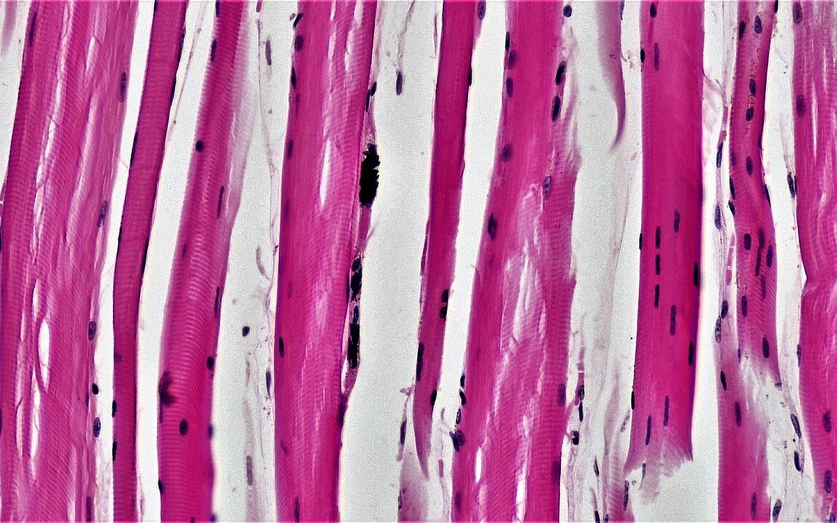 Skeletal muscle fibers under the microscope