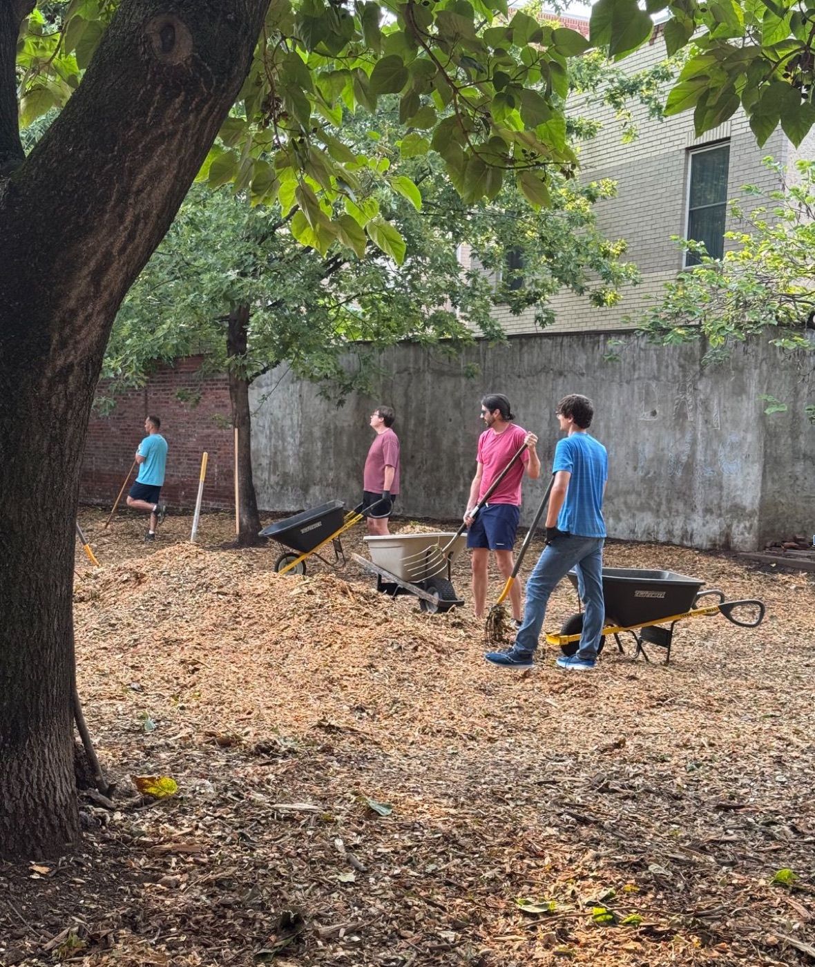 Volunteers with wheelbarrows spreading wood chips