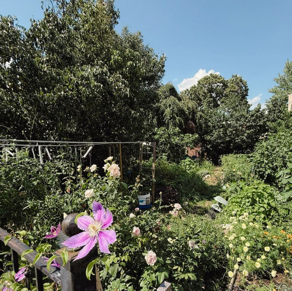 Flowers and greenery in the Community Garden