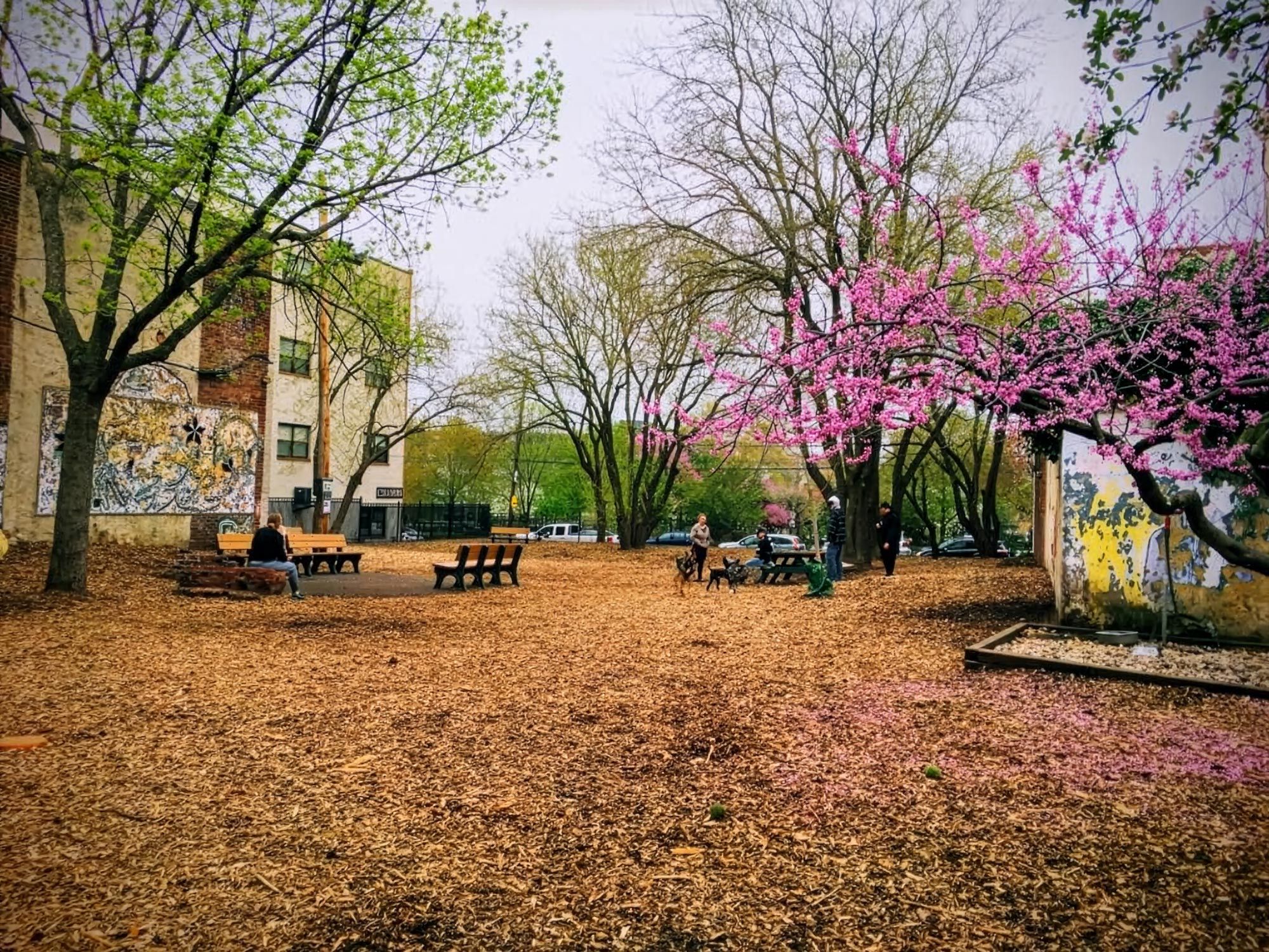 The Dog Run in spring, redbuds in bloom, dogs and neighbors on the wood chips