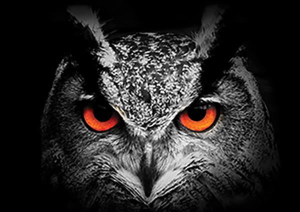 Jeremy - the Smart Glazier Owl