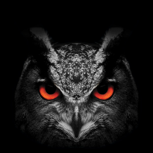 Smart Glazier Mascot - Jeremy the Owl