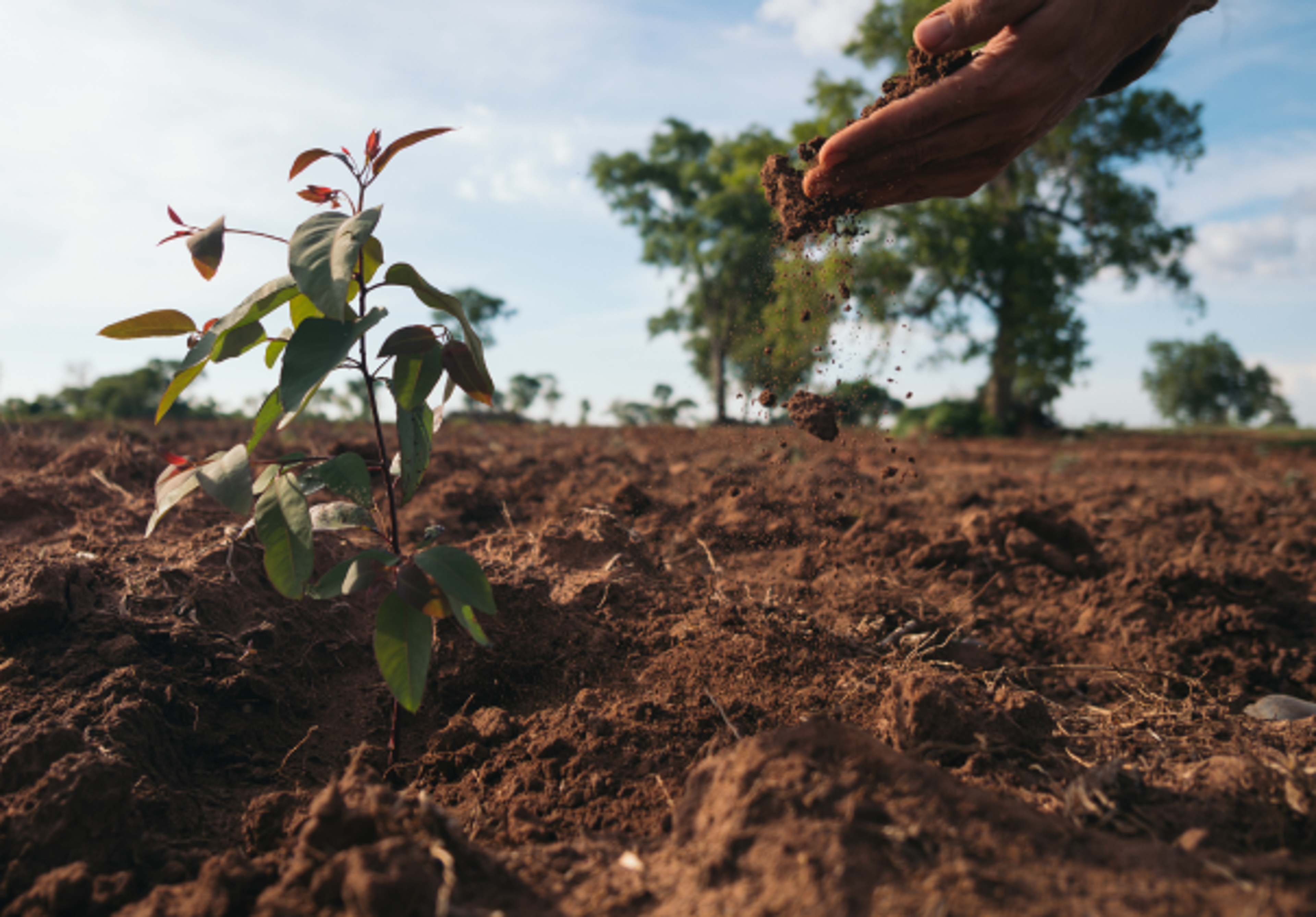 Hand inspecting soil