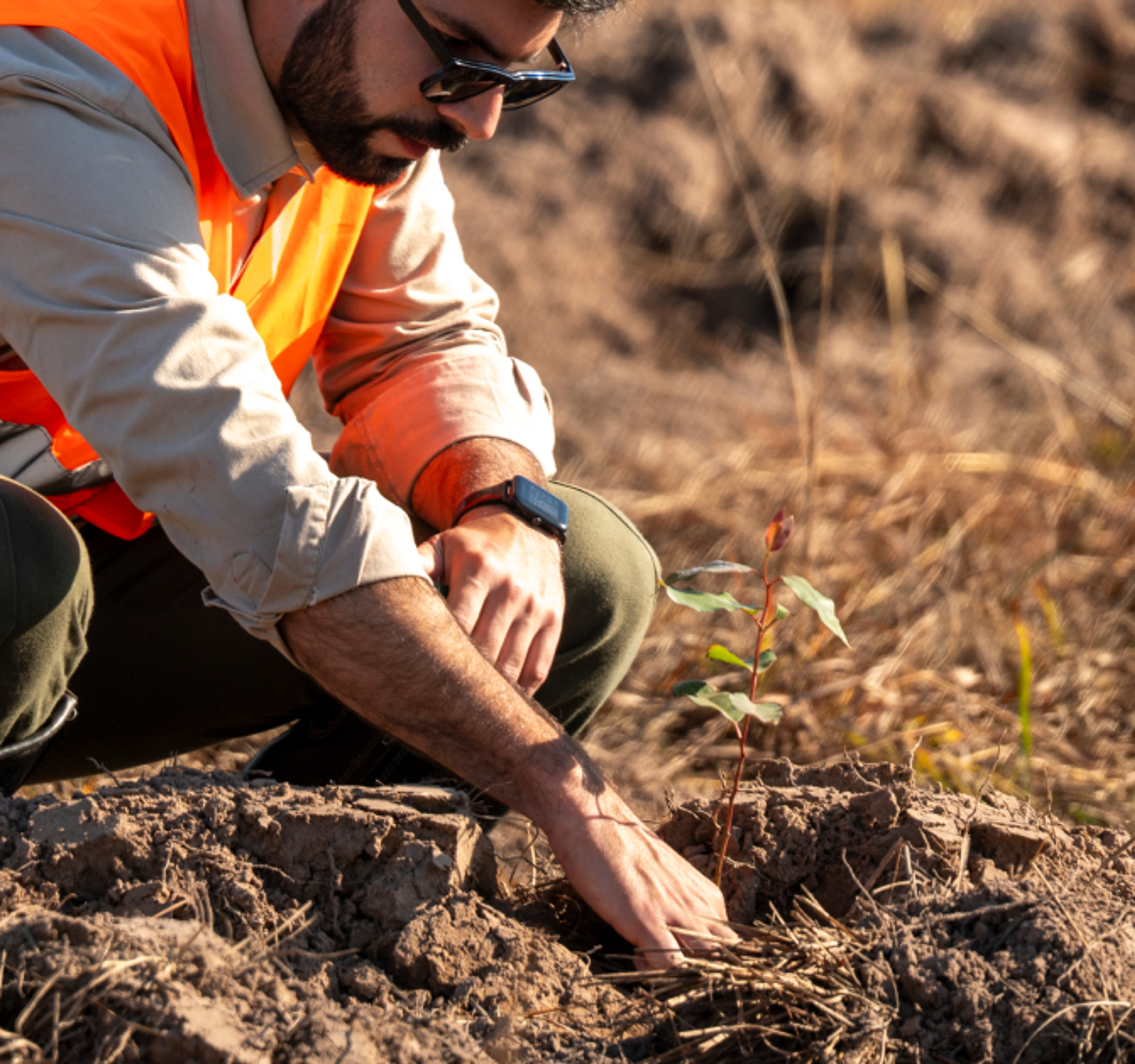 Man planting a tree