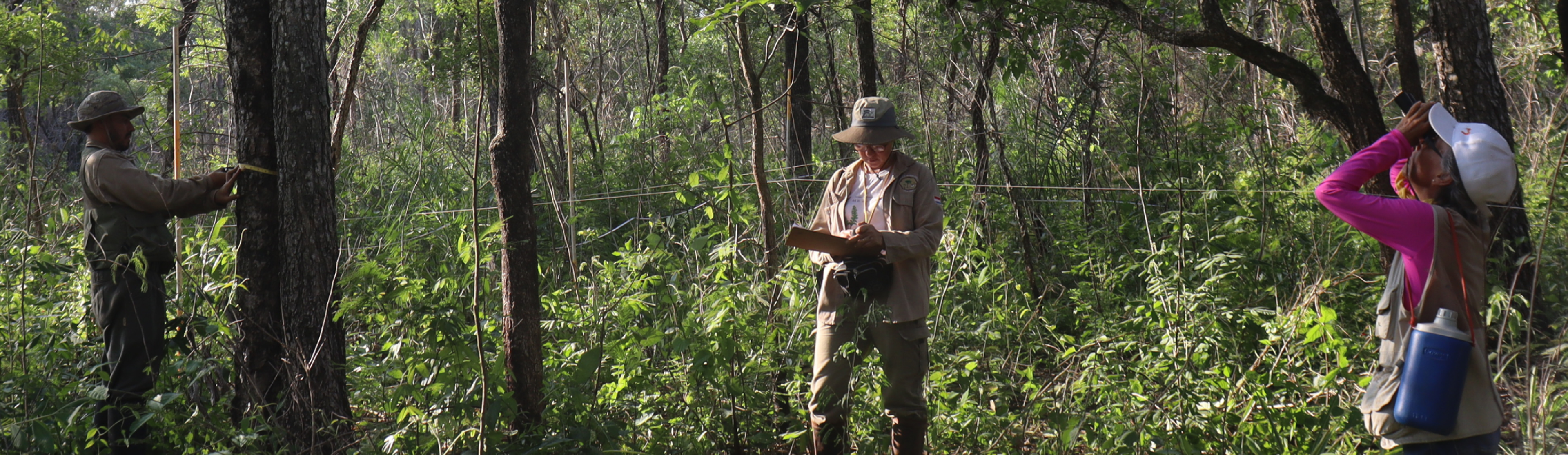 People researching in the forest