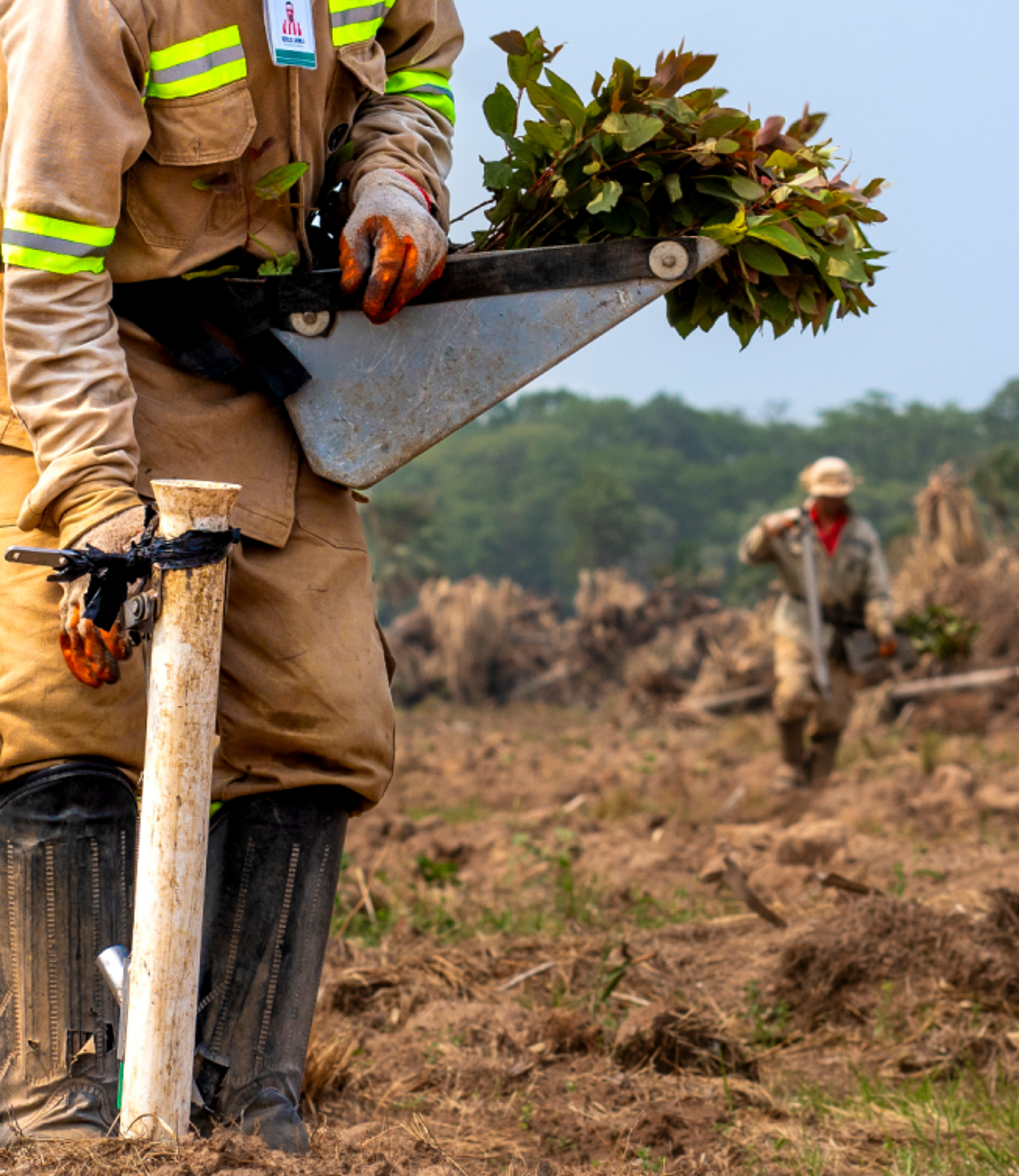 Workers planting trees