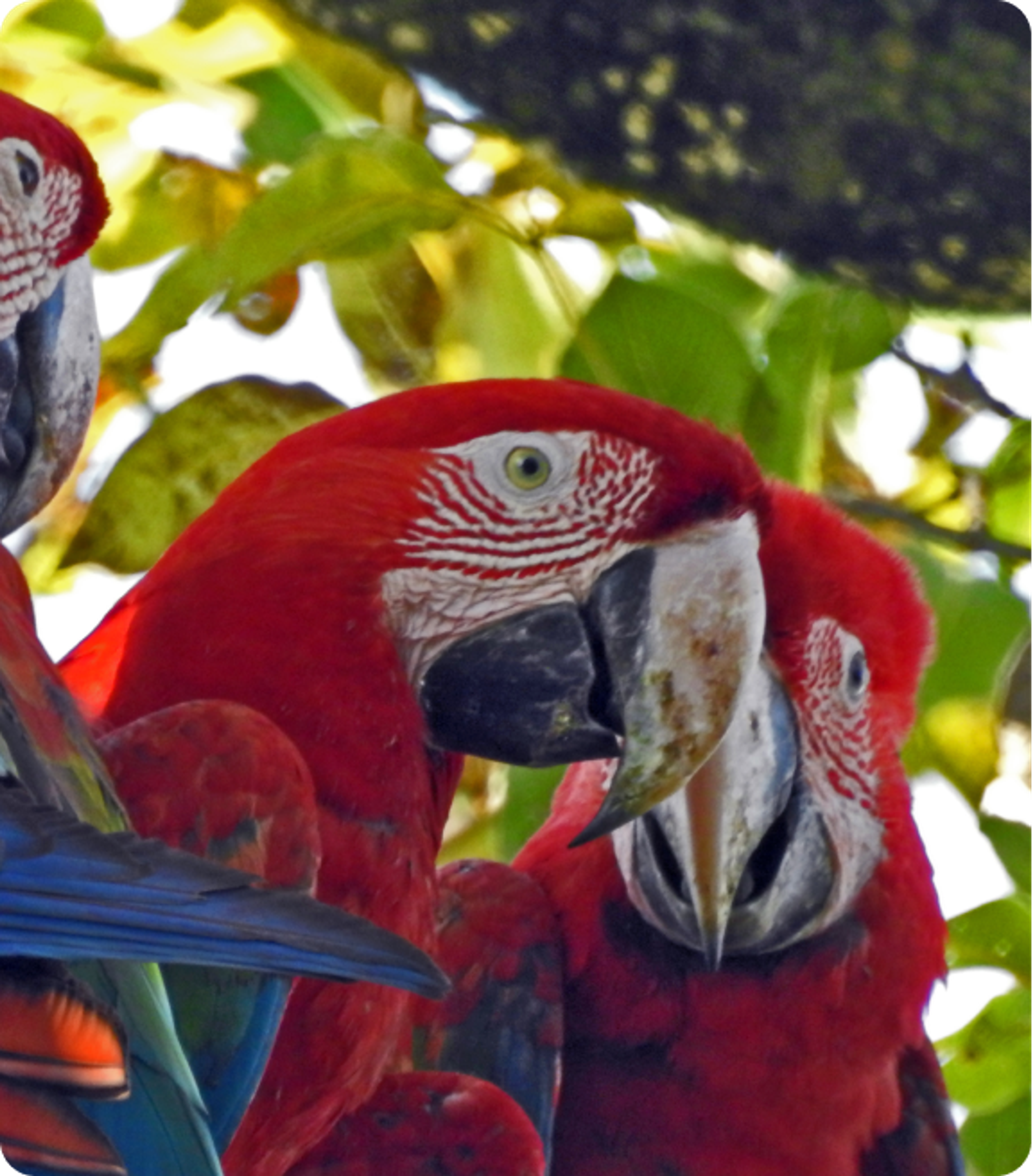 Photo of a Red-and-green Macaw