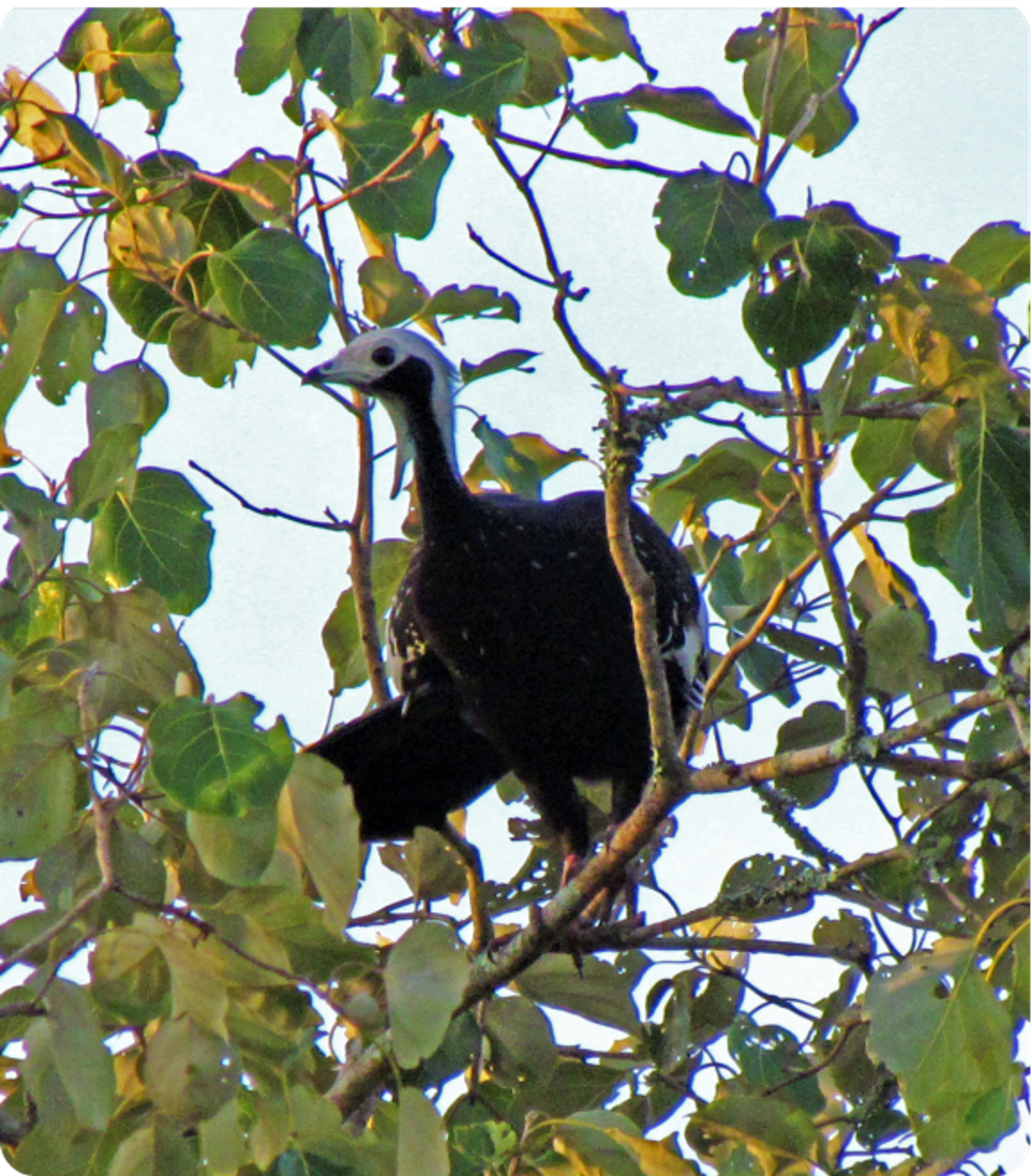Photo of White-throated Piping Guan