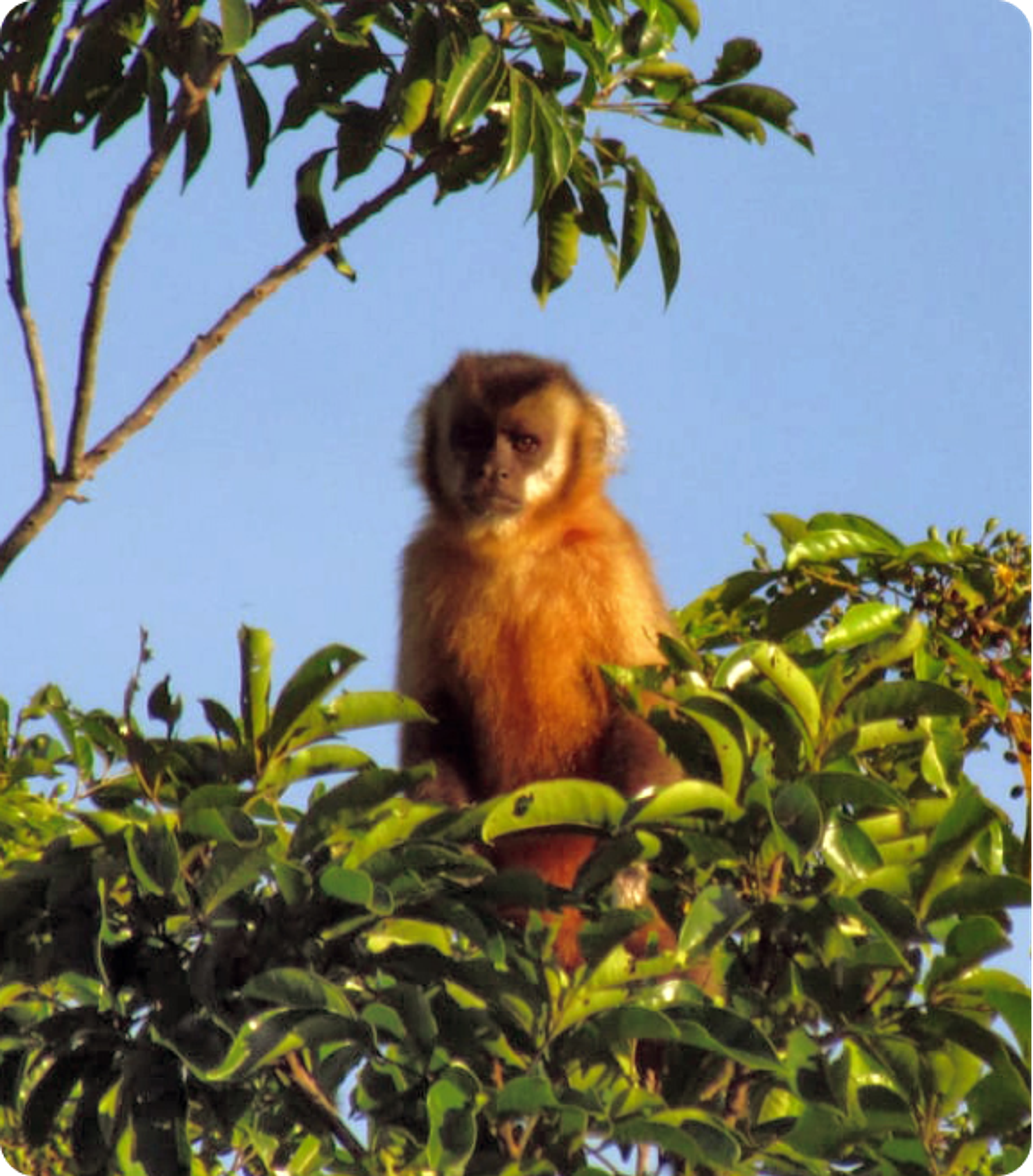 Photo of Azara’s Capuchin