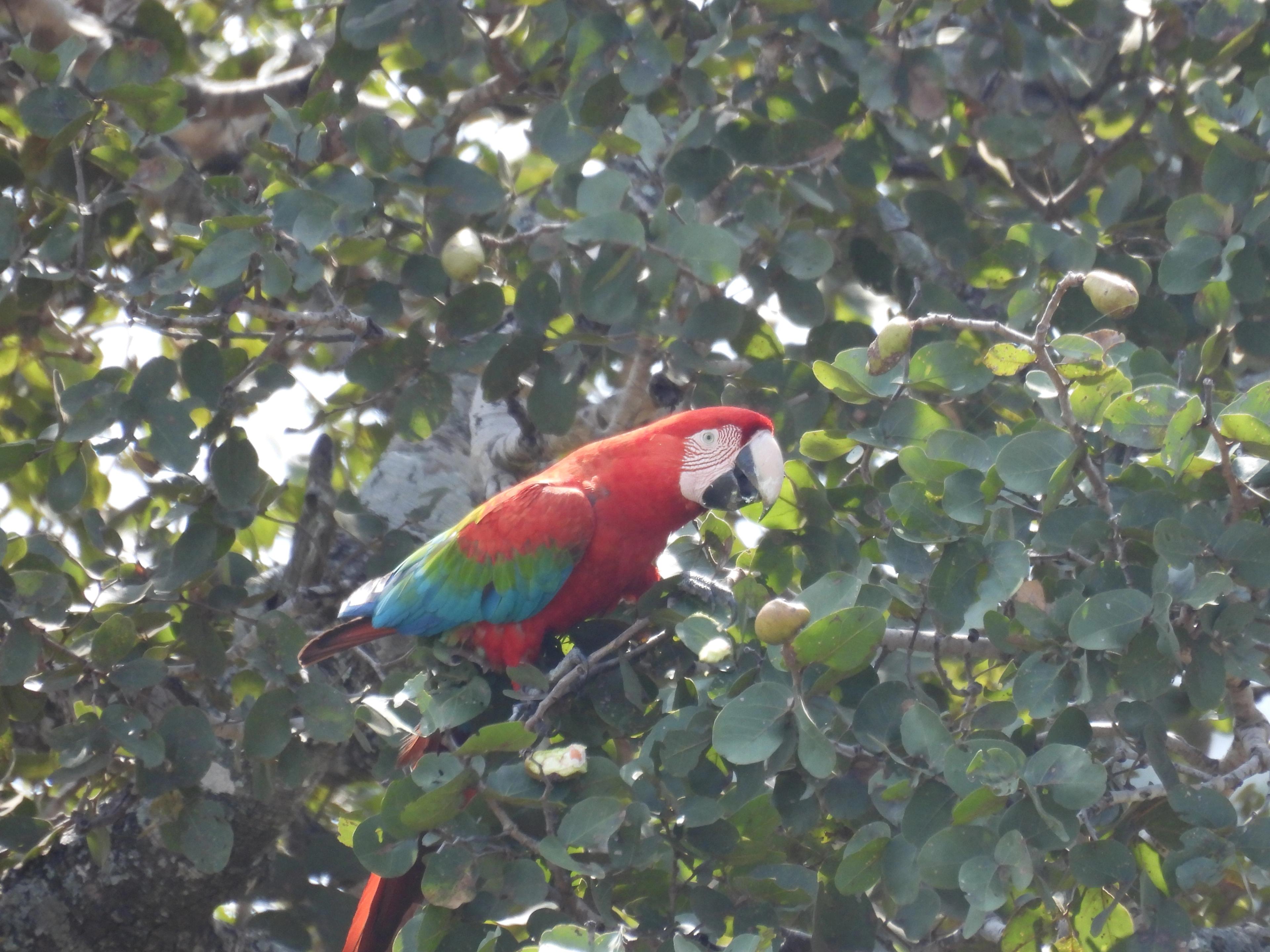 Foto de Guacamayo Rojo