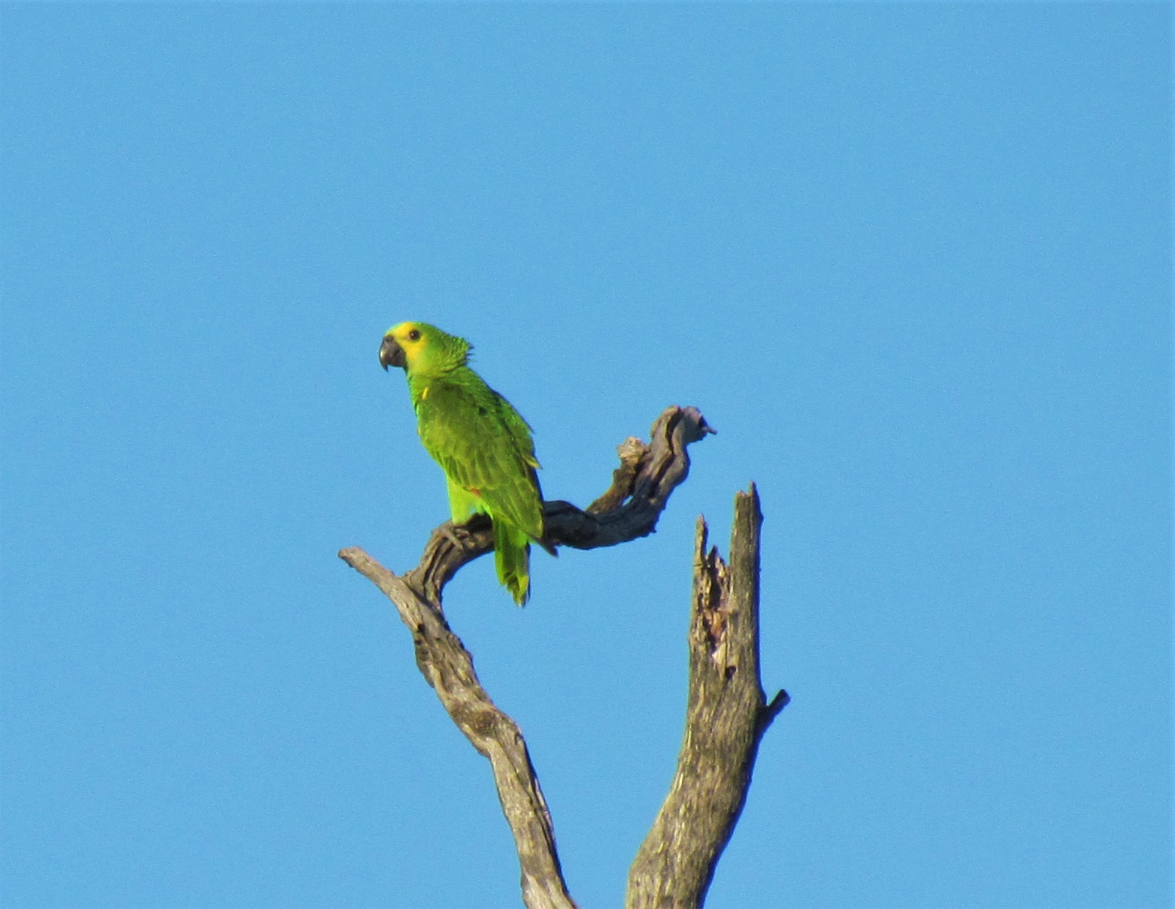 Loro hablador