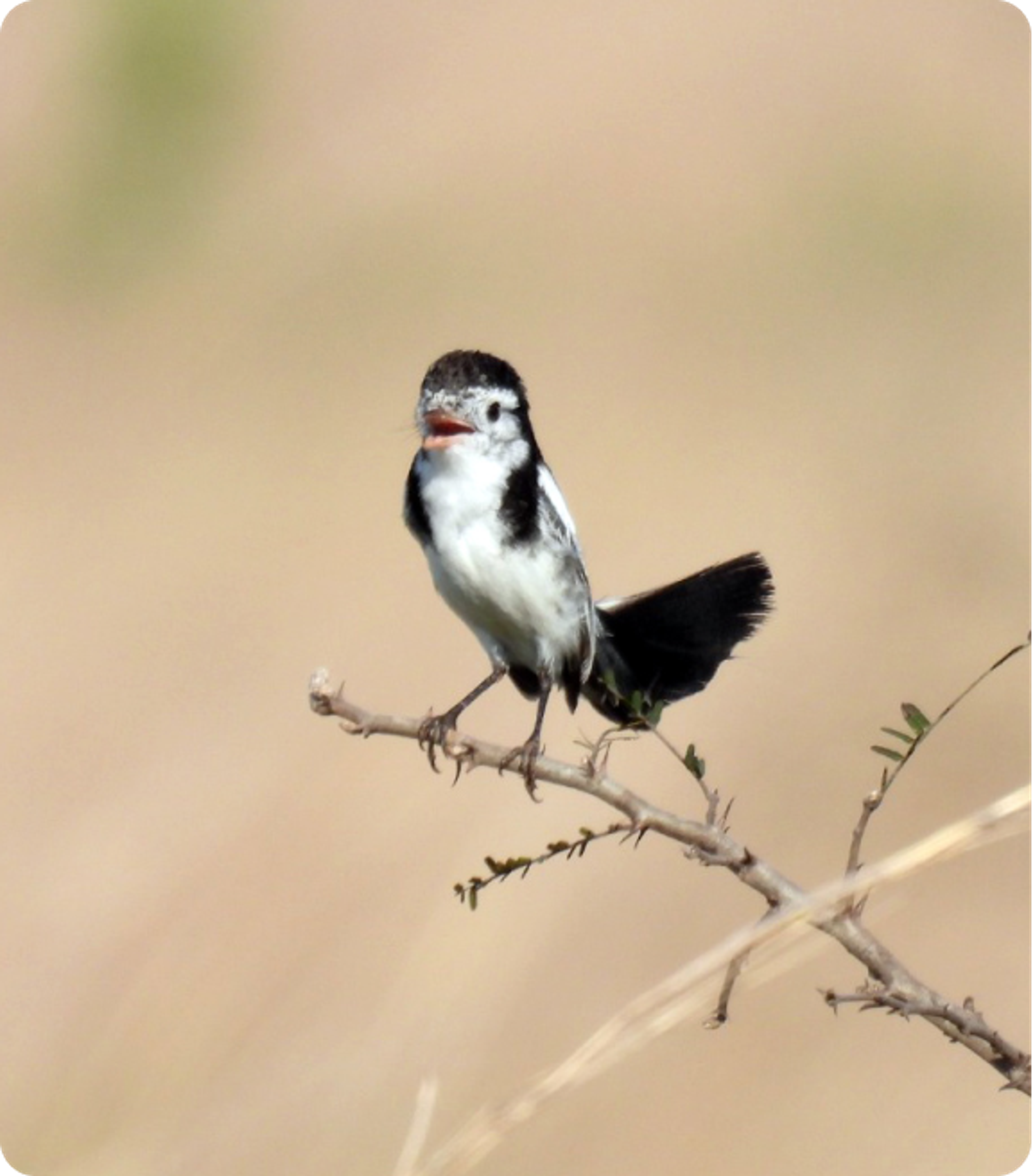 Photo of a Cock-tailed Tyrant