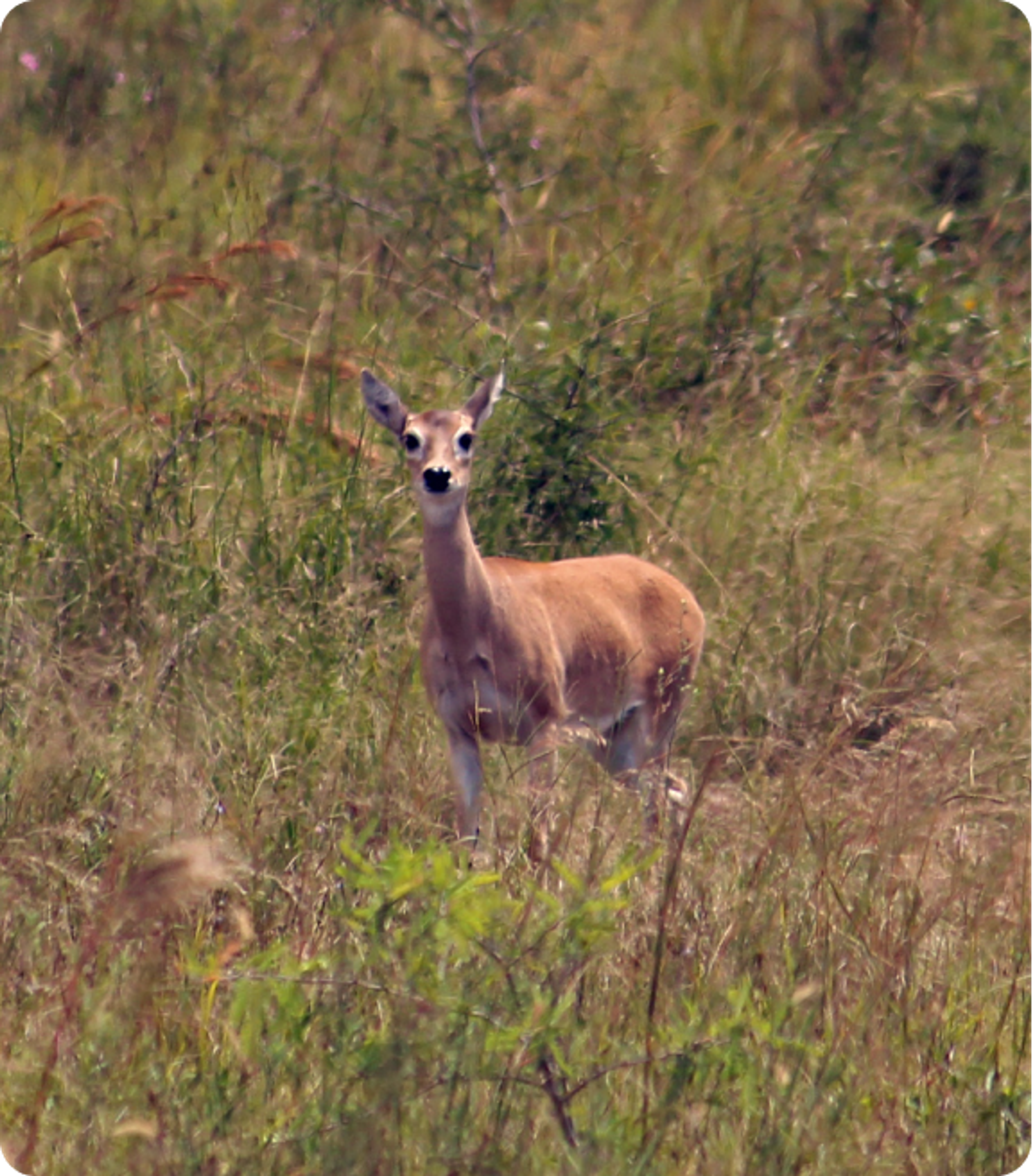 Photo of a Pampas Deer