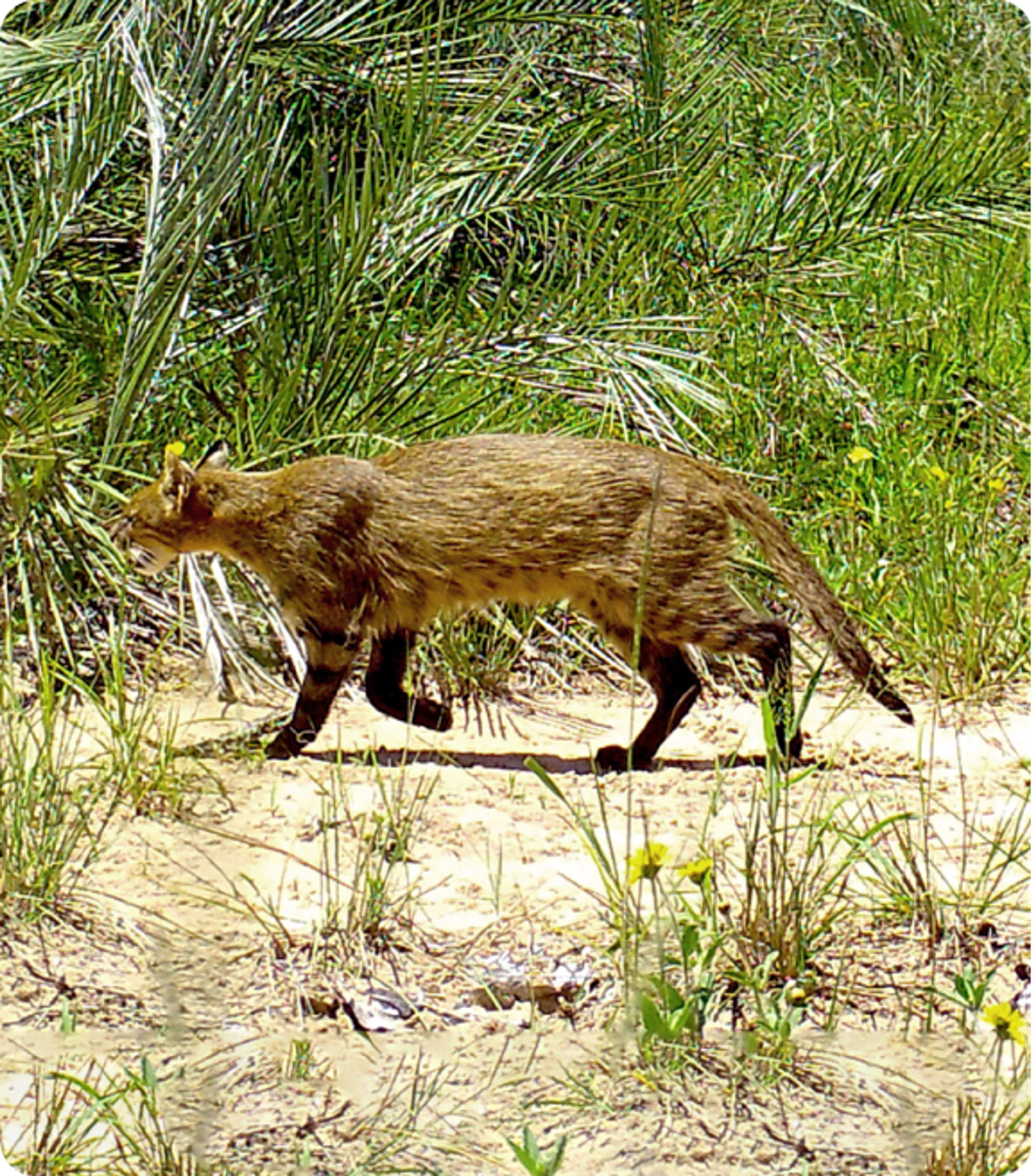 Photo of Pantanal Cat