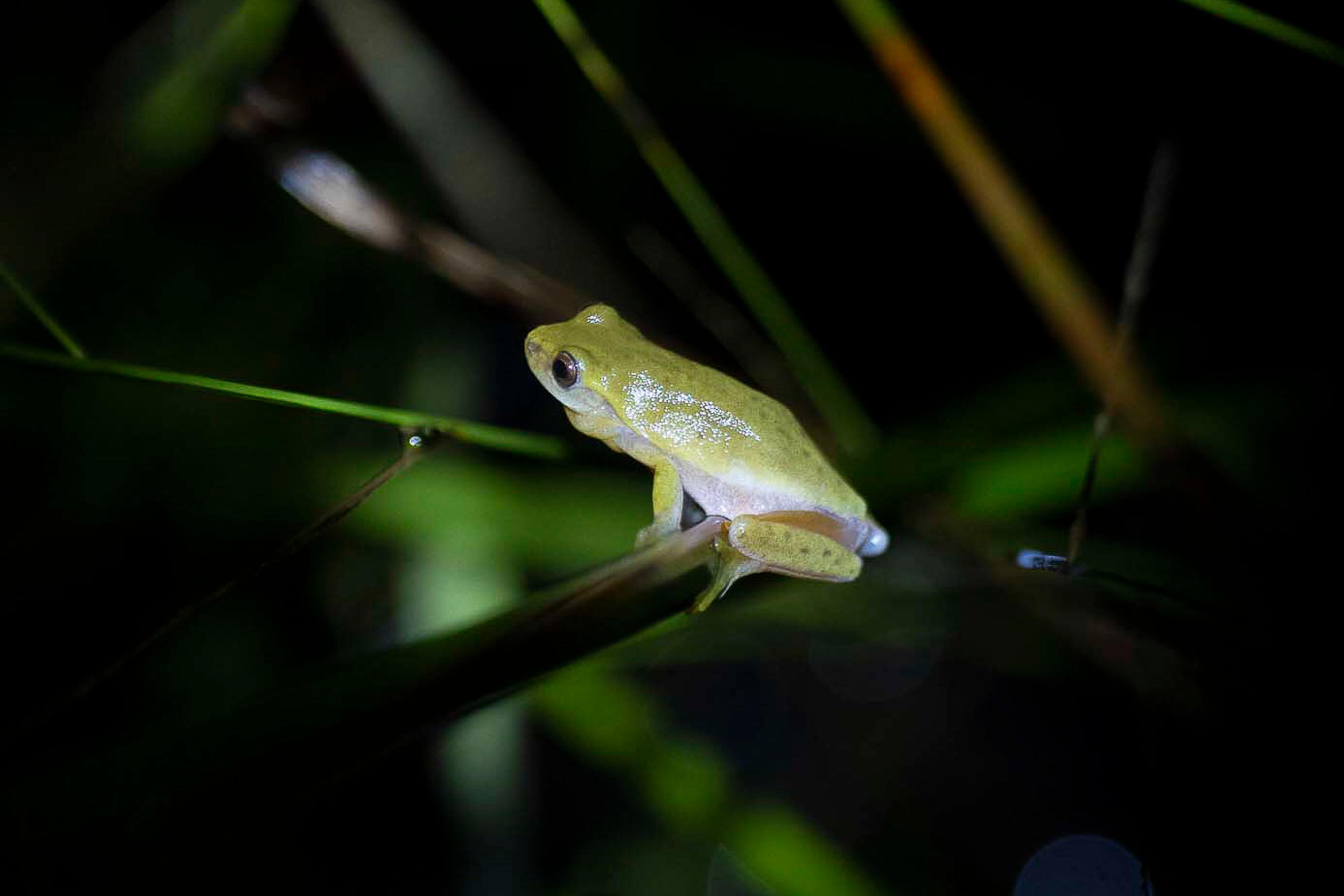 Dendropsuphus elianeae