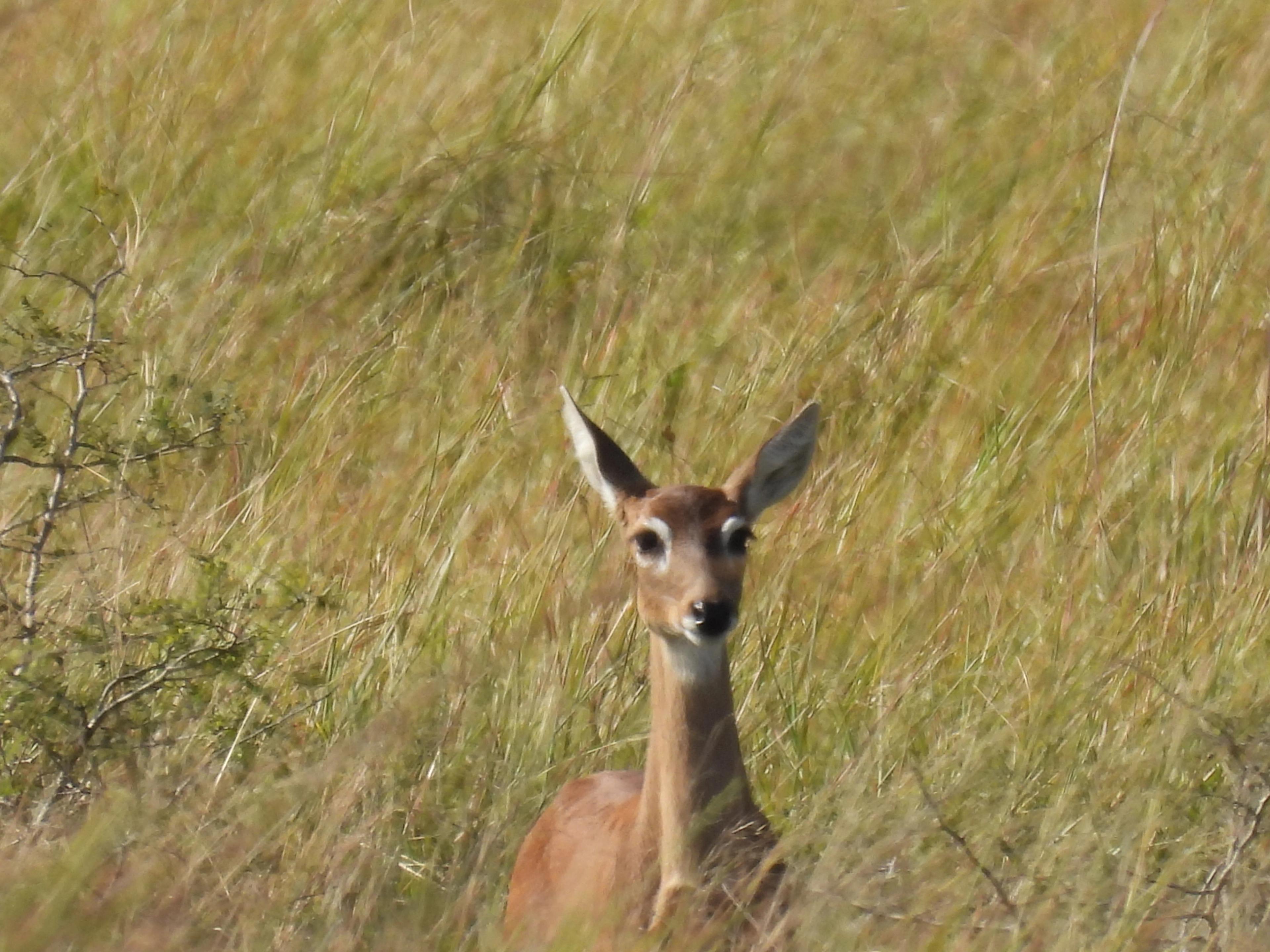 Foto de Venado de las Pampas / Guasutĩ