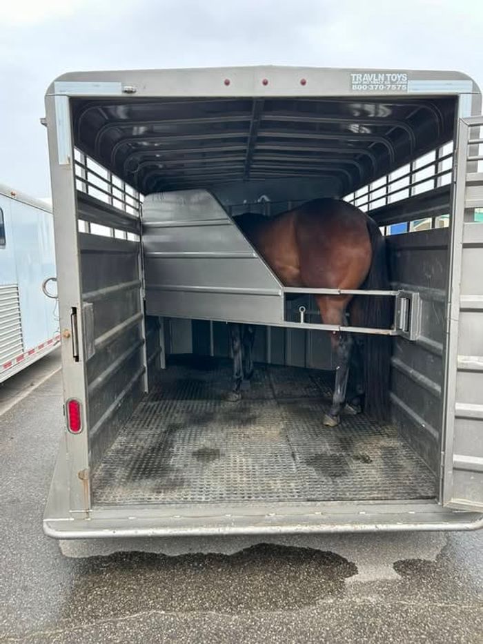 A horse standing inside a stock trailer on the way home from the vet