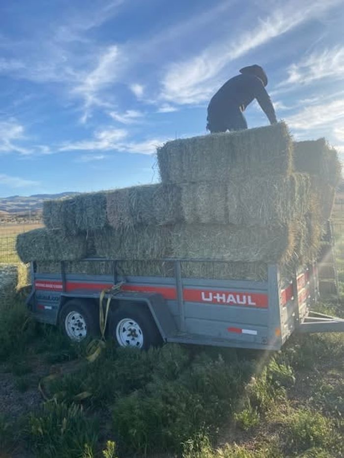 Stacking hay bales high on a trailer under a blue sky