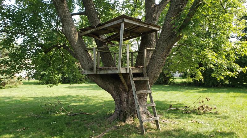 Old weathered wooden treehouse in a mature maple tree in a Boise, Idaho backyard, ready for removal