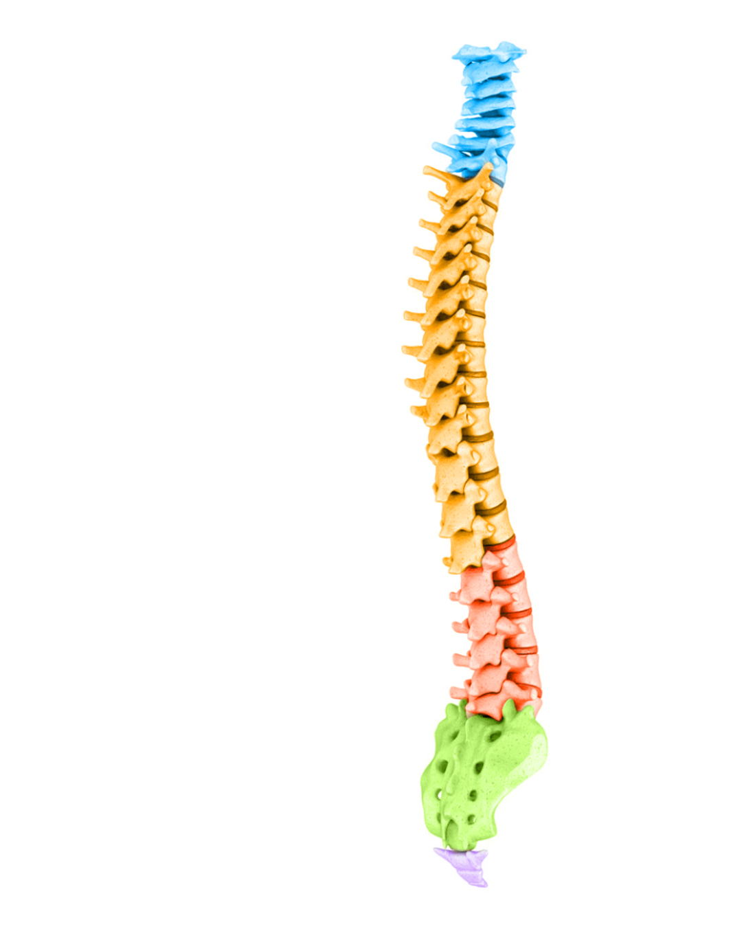 Full spine model