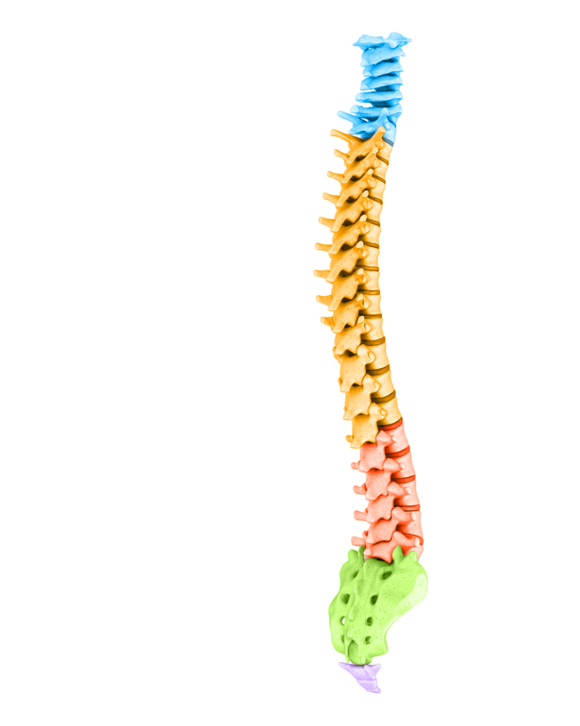 Full spine model