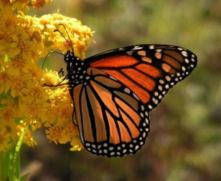 P. Mariposa