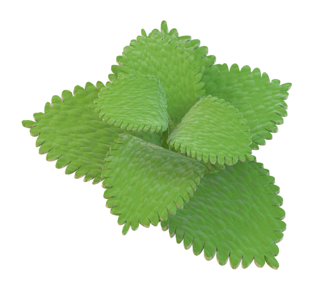lemon balm