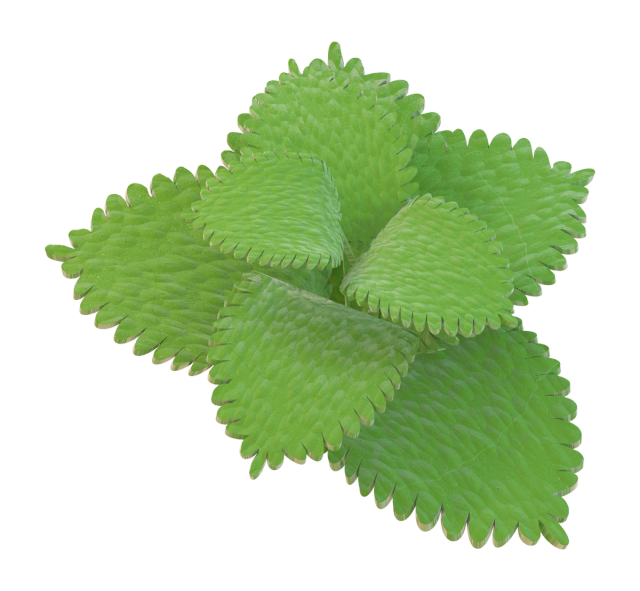 lemon balm