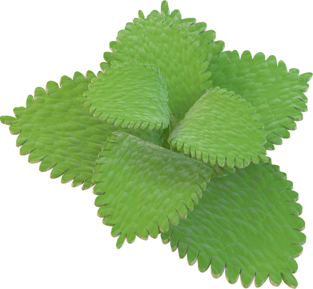 lemon balm