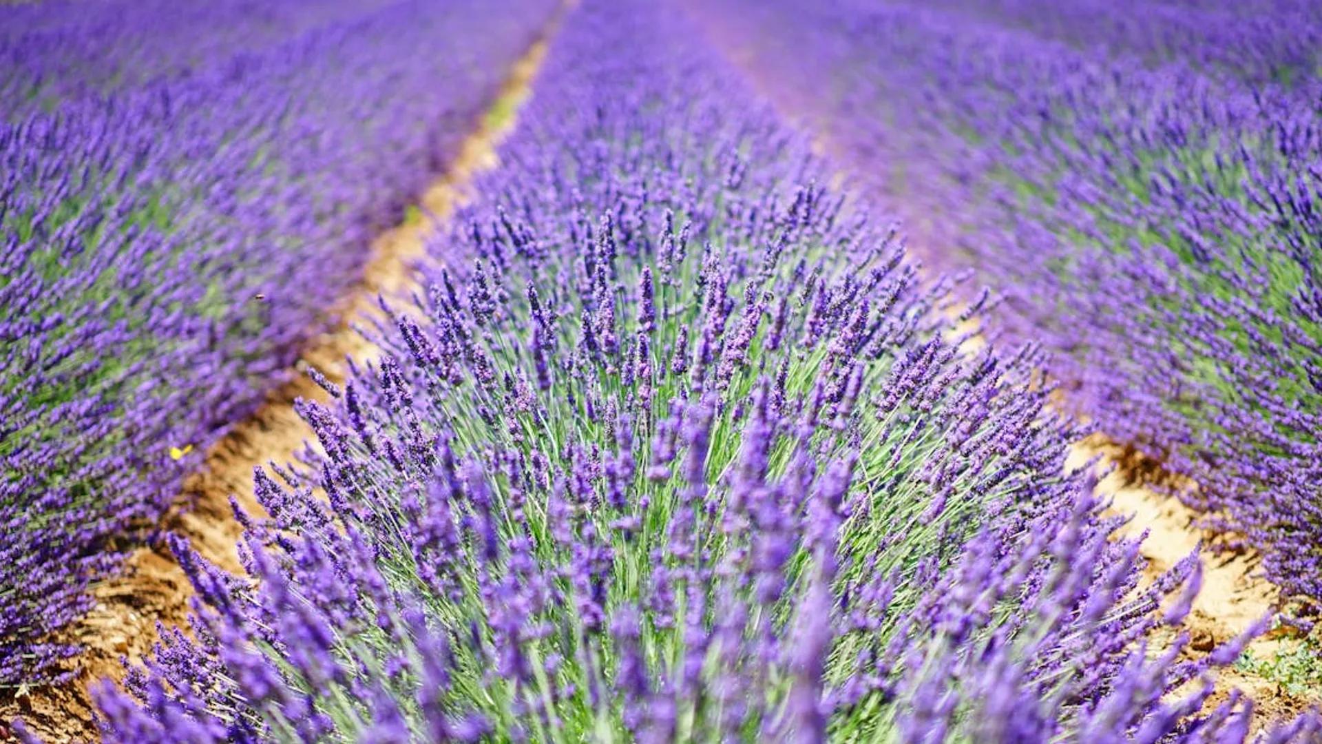 Lavender rows in bloom across Provence