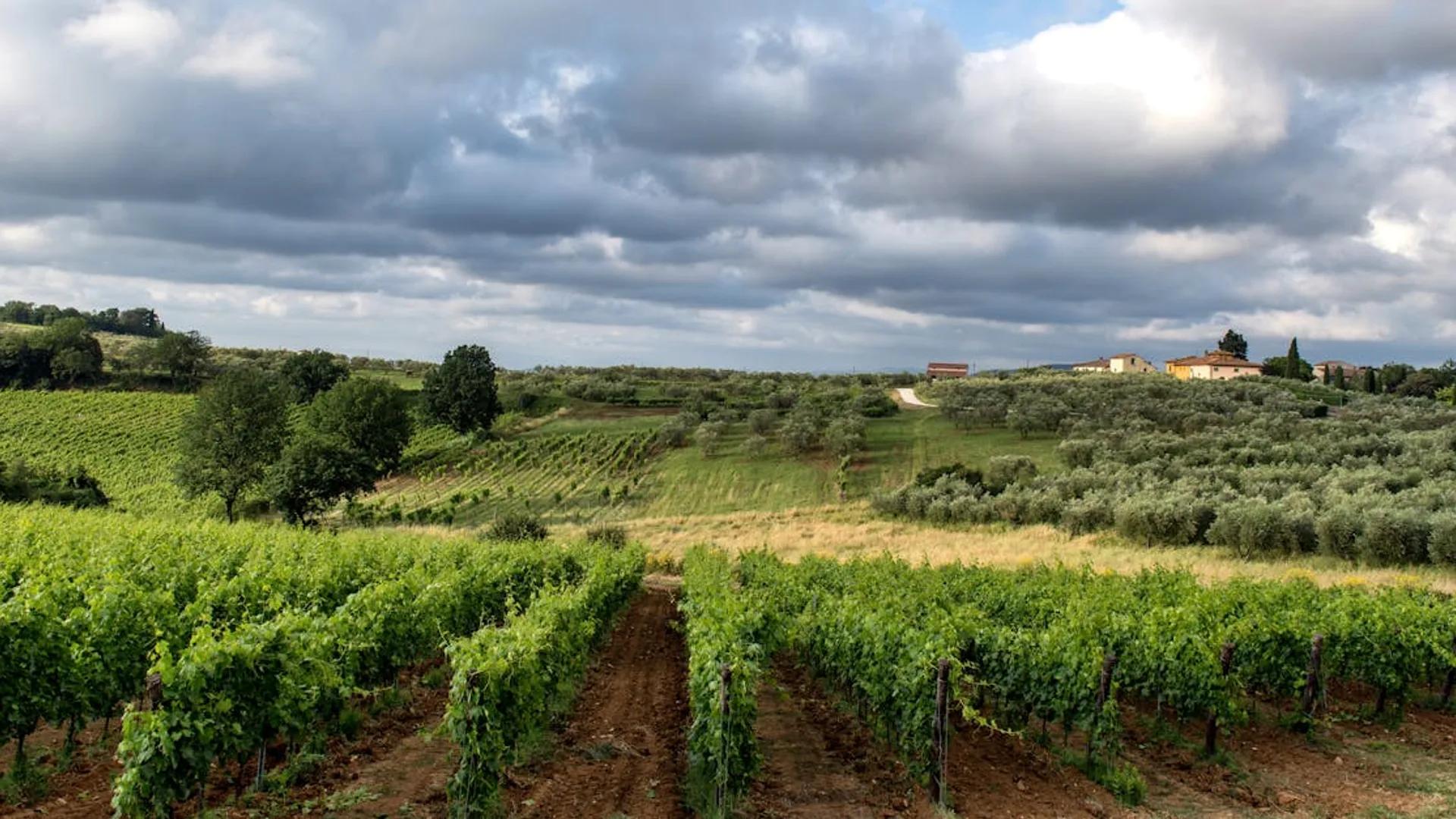 Cypress-lined hills in the Tuscan countryside