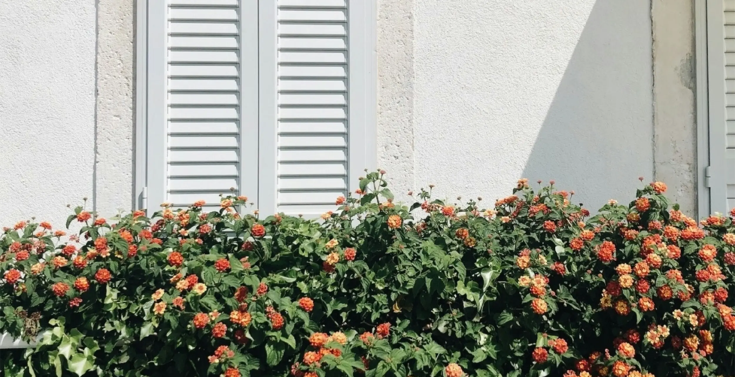 Blumenhecke vor Fensterladen im Sommer