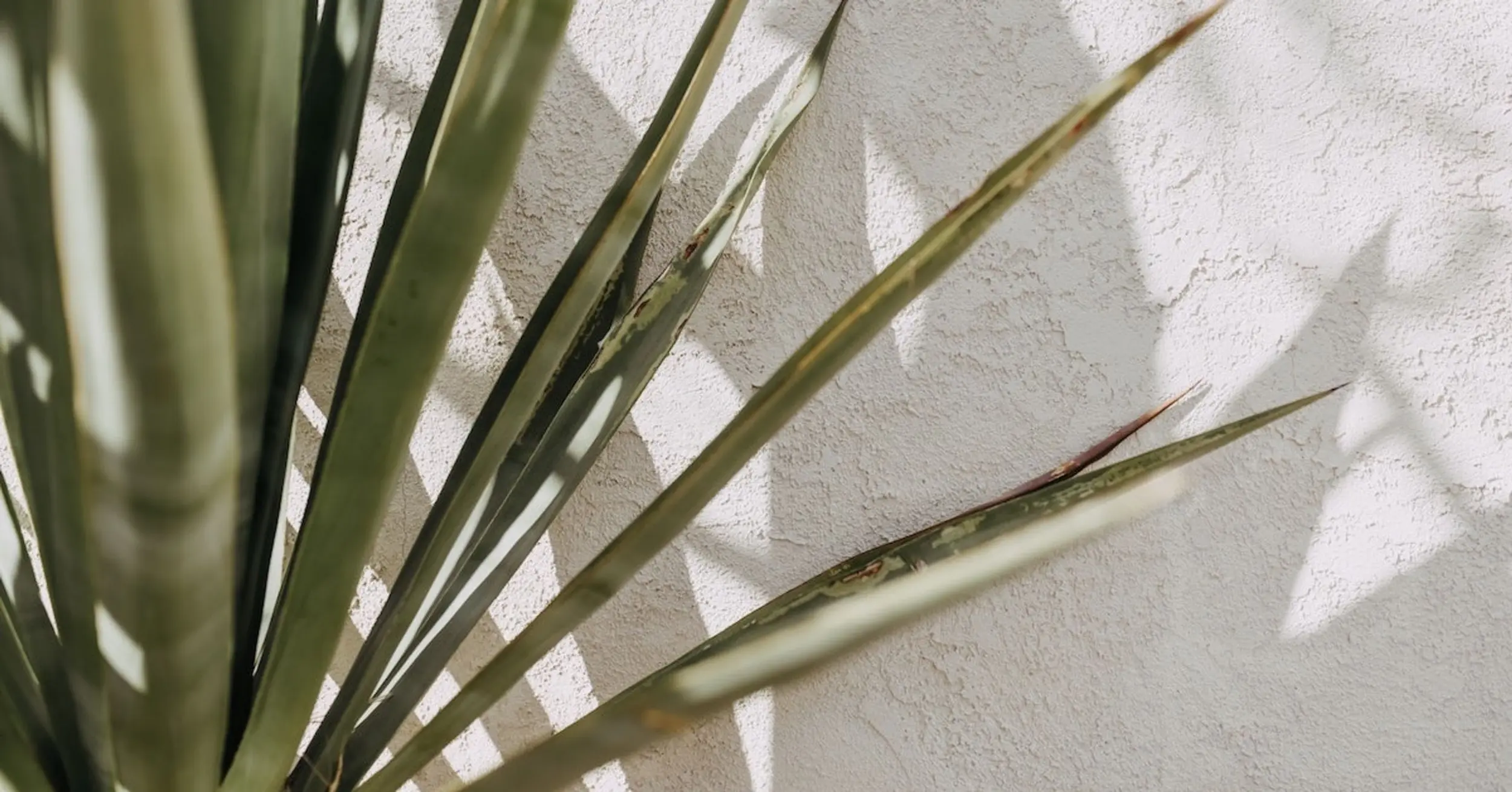 Pflanze wirft Schatten an Wand