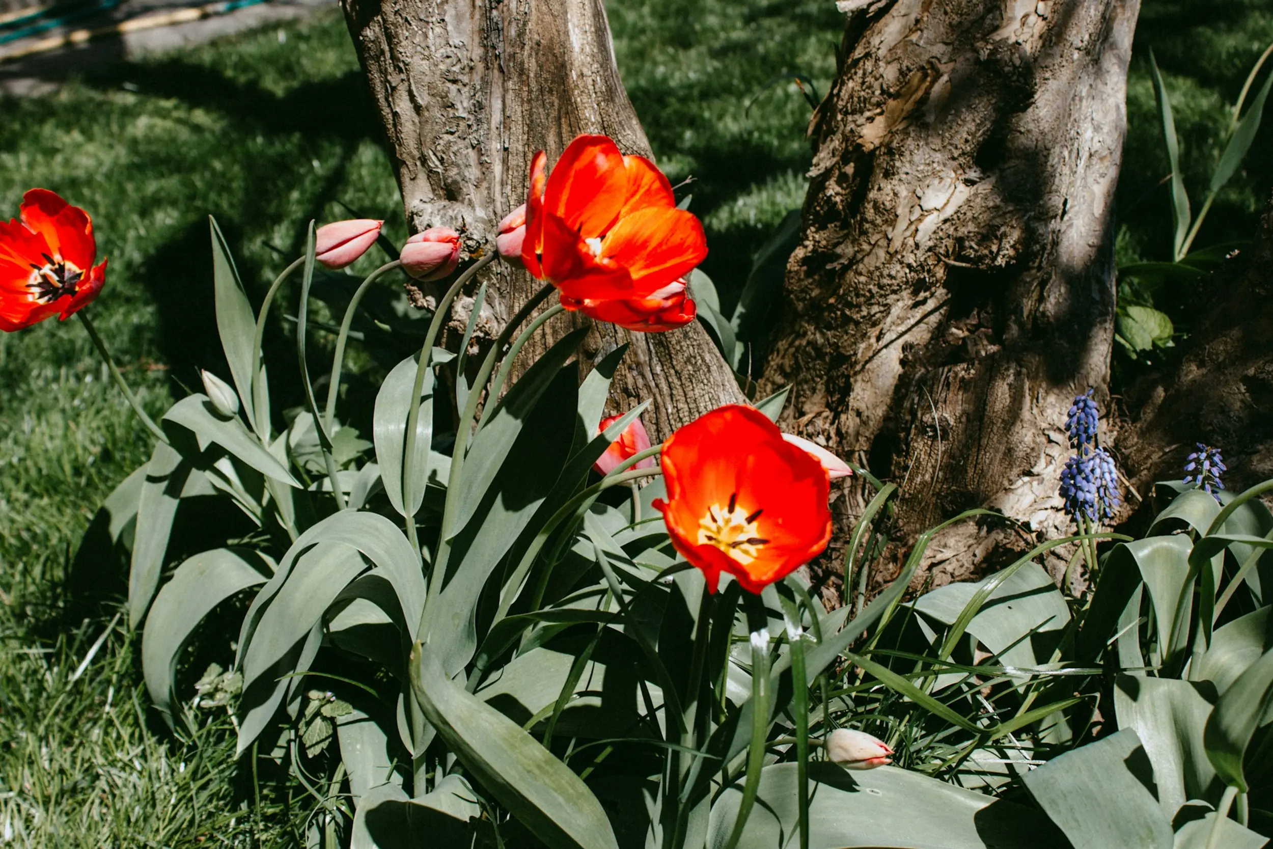 Tulpen