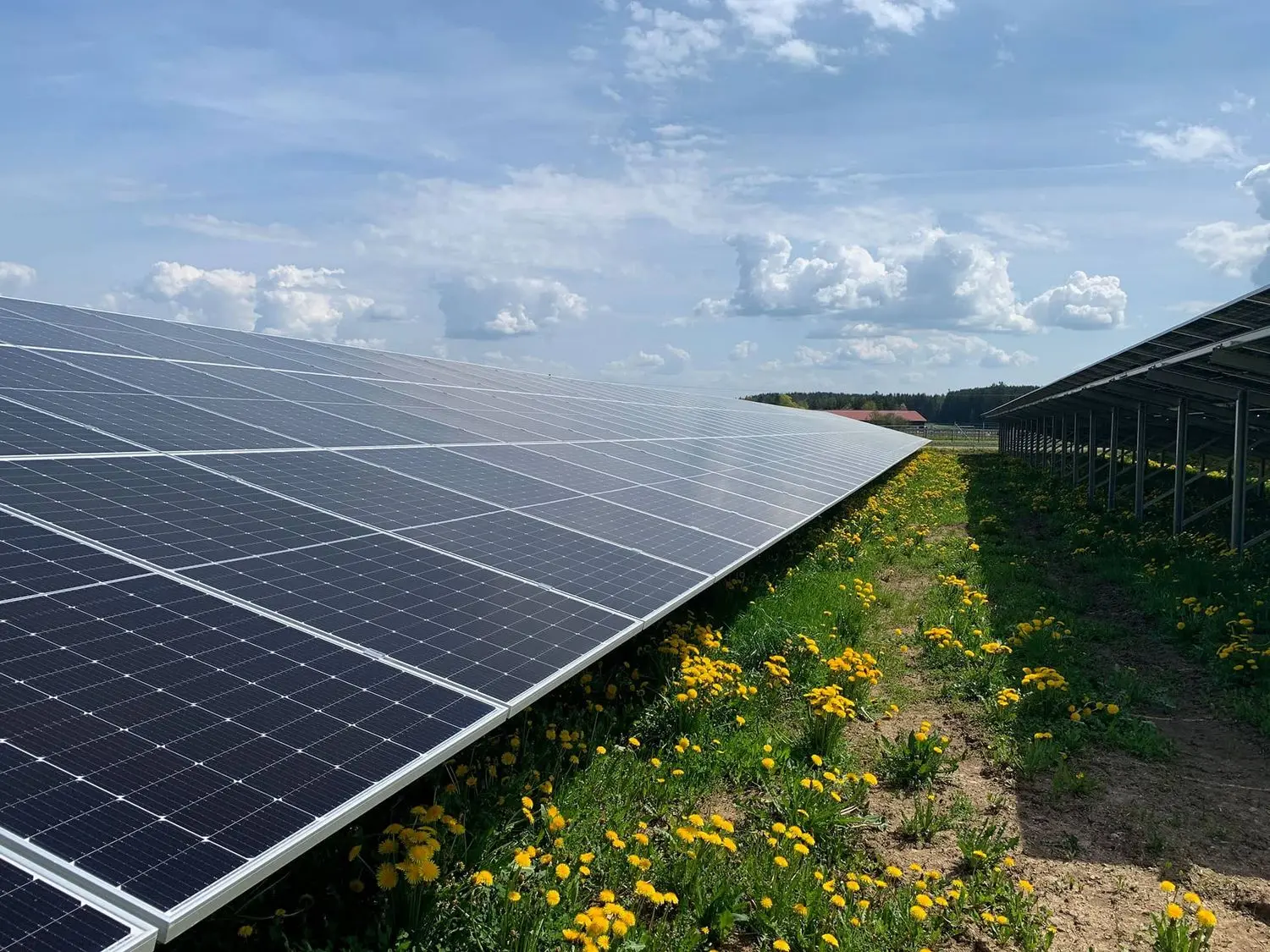 Photovoltaikanlage mit Löwenzahn