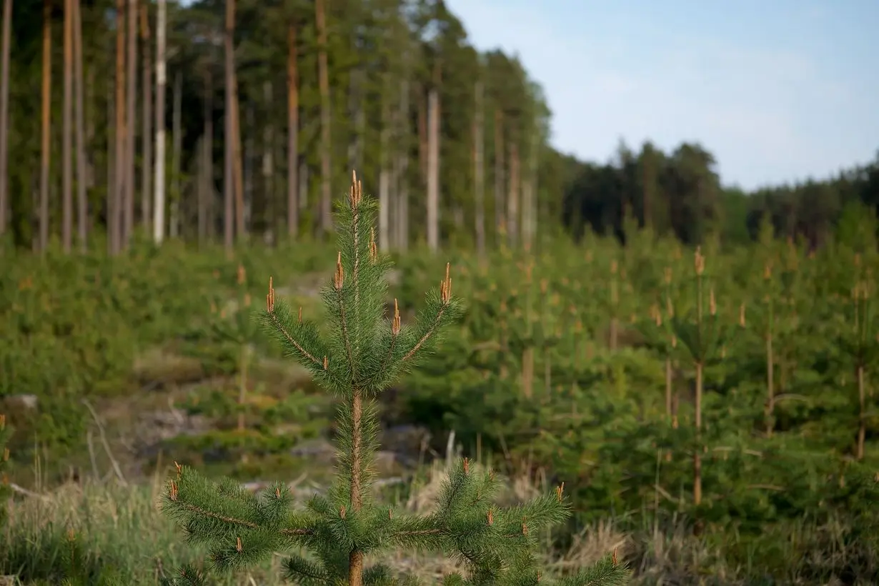 Junger Nadelbaum im Wald