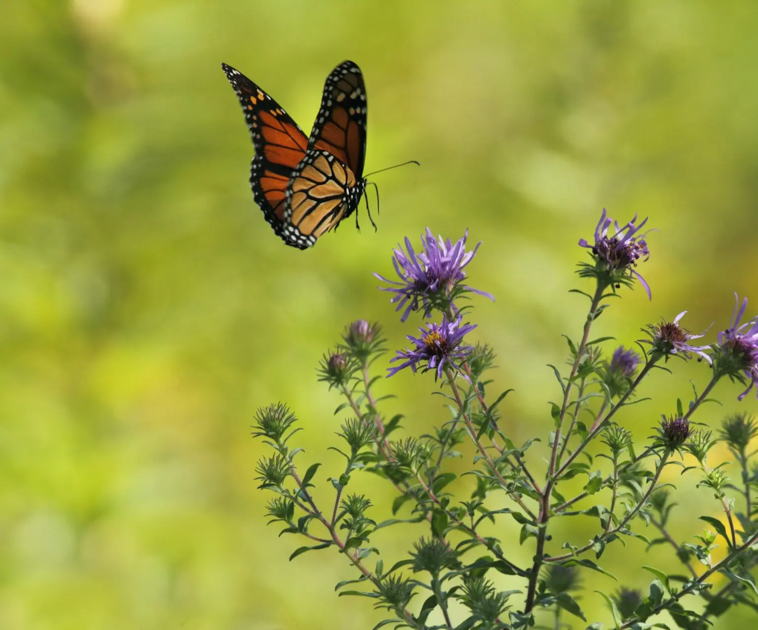 Schmetterling und Pflanze