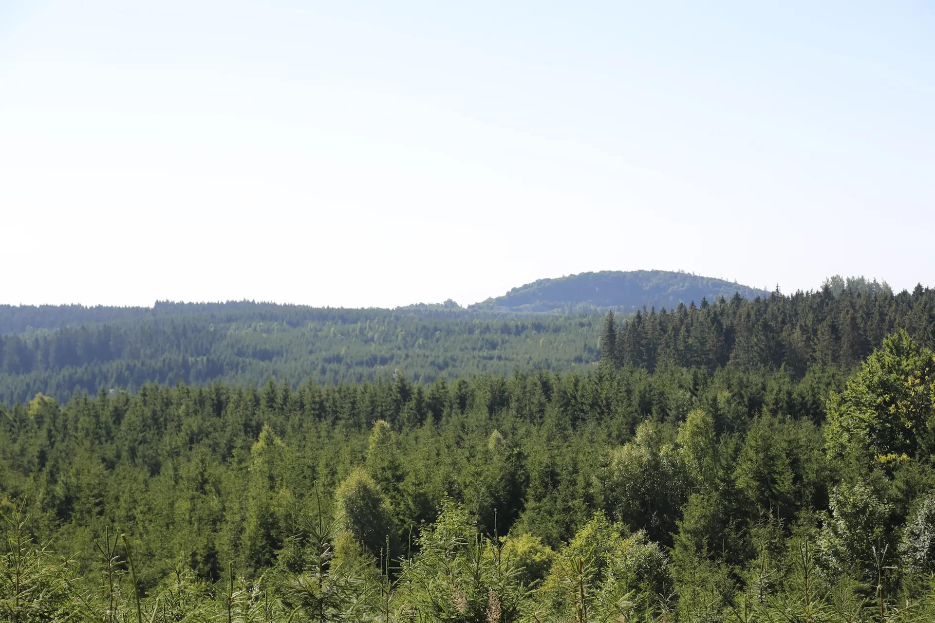 Das Bild zeigt einen Wald mit vorwiegend Tannenbäumen aus der Luftperspektive.