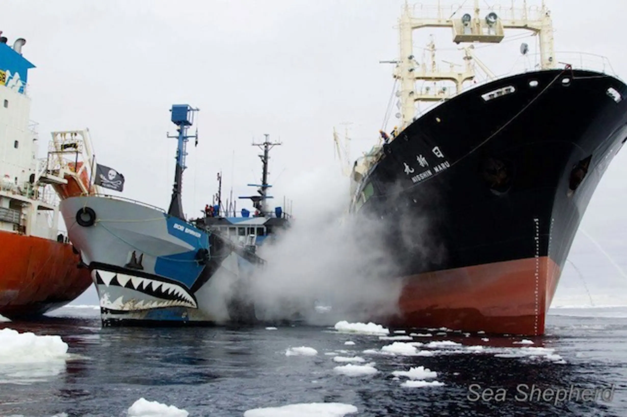 Sea Shepherd auf See.