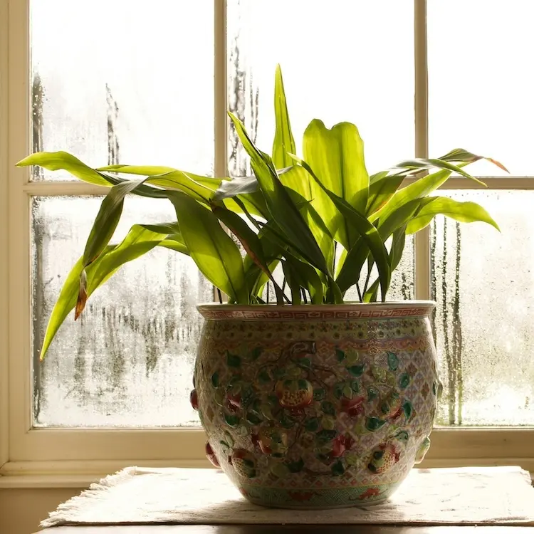 Pflanze vor beschlagenem Fenster